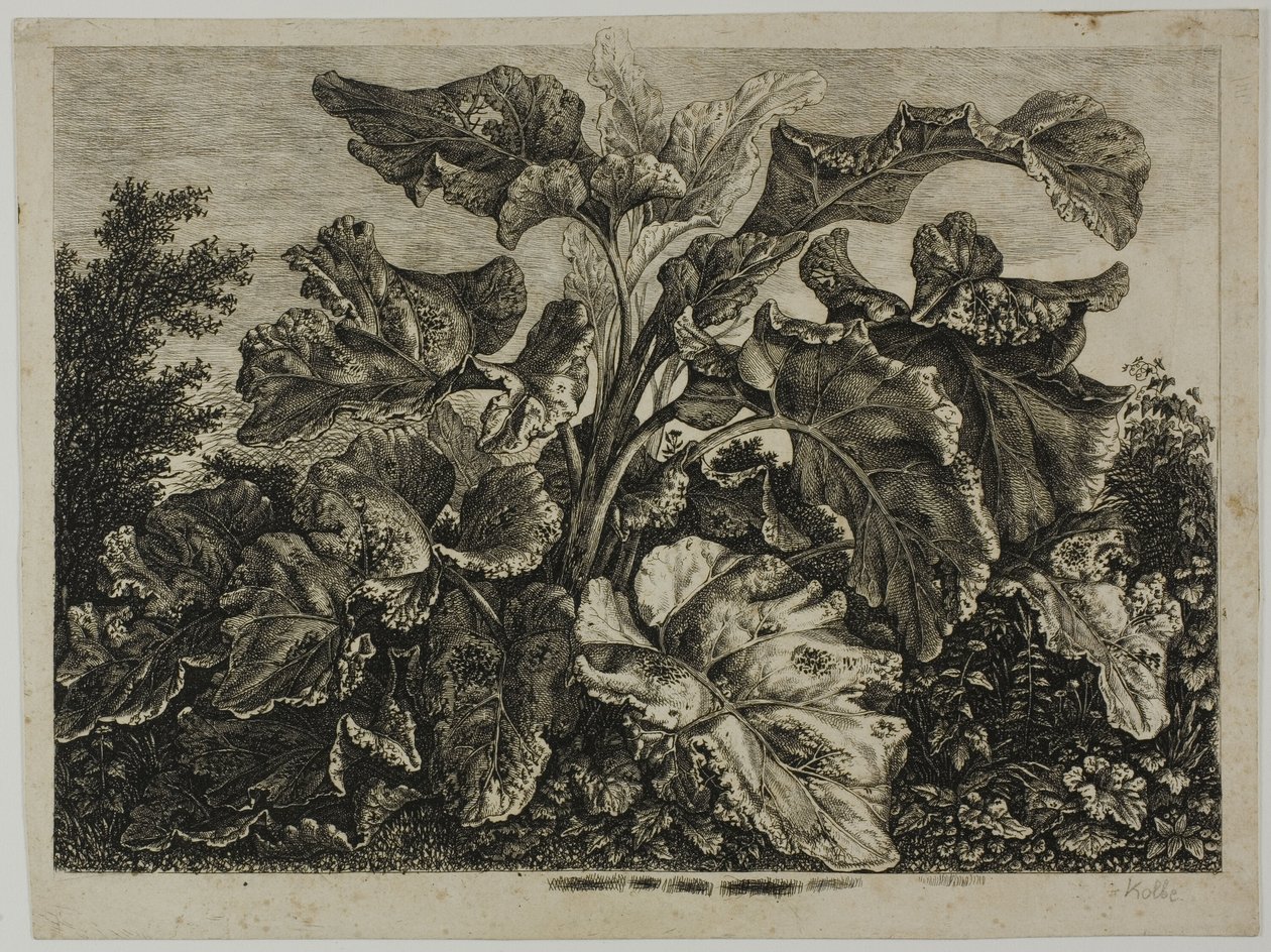 Arkusz warzyw autorstwa Carl Wilhelm Kolbe, the elder