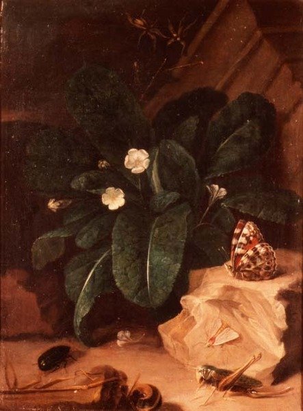 Martwa natura z pierwiosnkami i owadami autorstwa Carl Wilhelm de Hamilton
