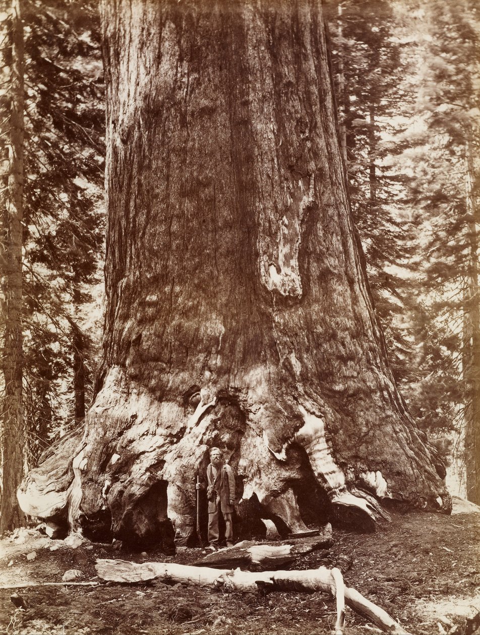 (Grizzly Giant średnica 33 stóp Mariposa Grove) autorstwa Carleton E. Watkins
