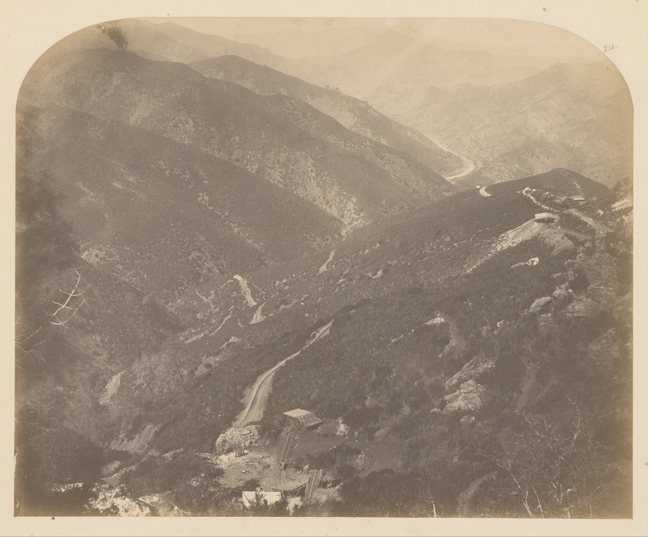 (Józefina i sosna) autorstwa Carleton E. Watkins