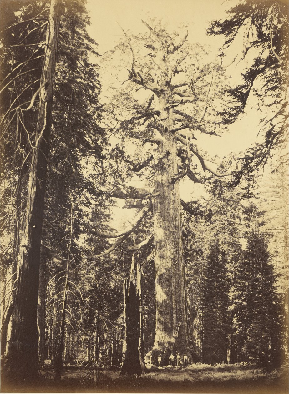 Sekwoja Gigantea autorstwa Carleton E. Watkins