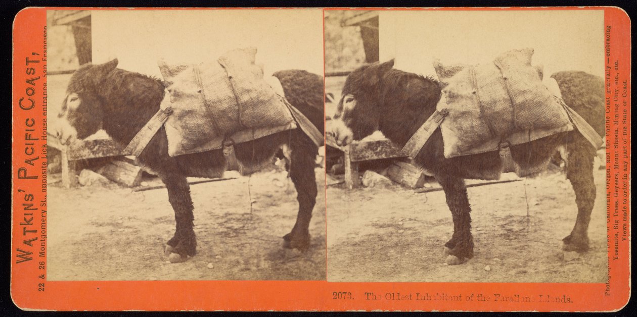 Najstarszy mieszkaniec Wysp Farallone (sic!). autorstwa Carleton E. Watkins