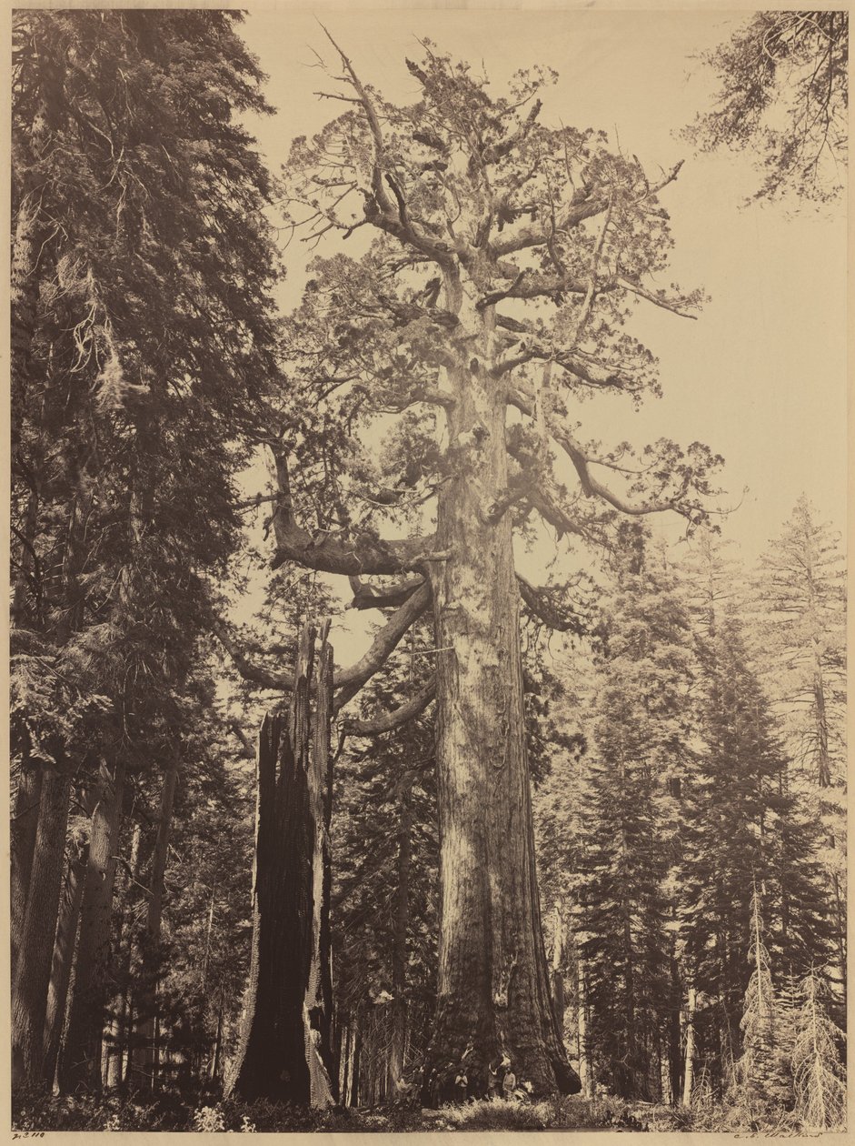 Grizzly Giant, Mariposa Grove autorstwa Carleton E. Watkins