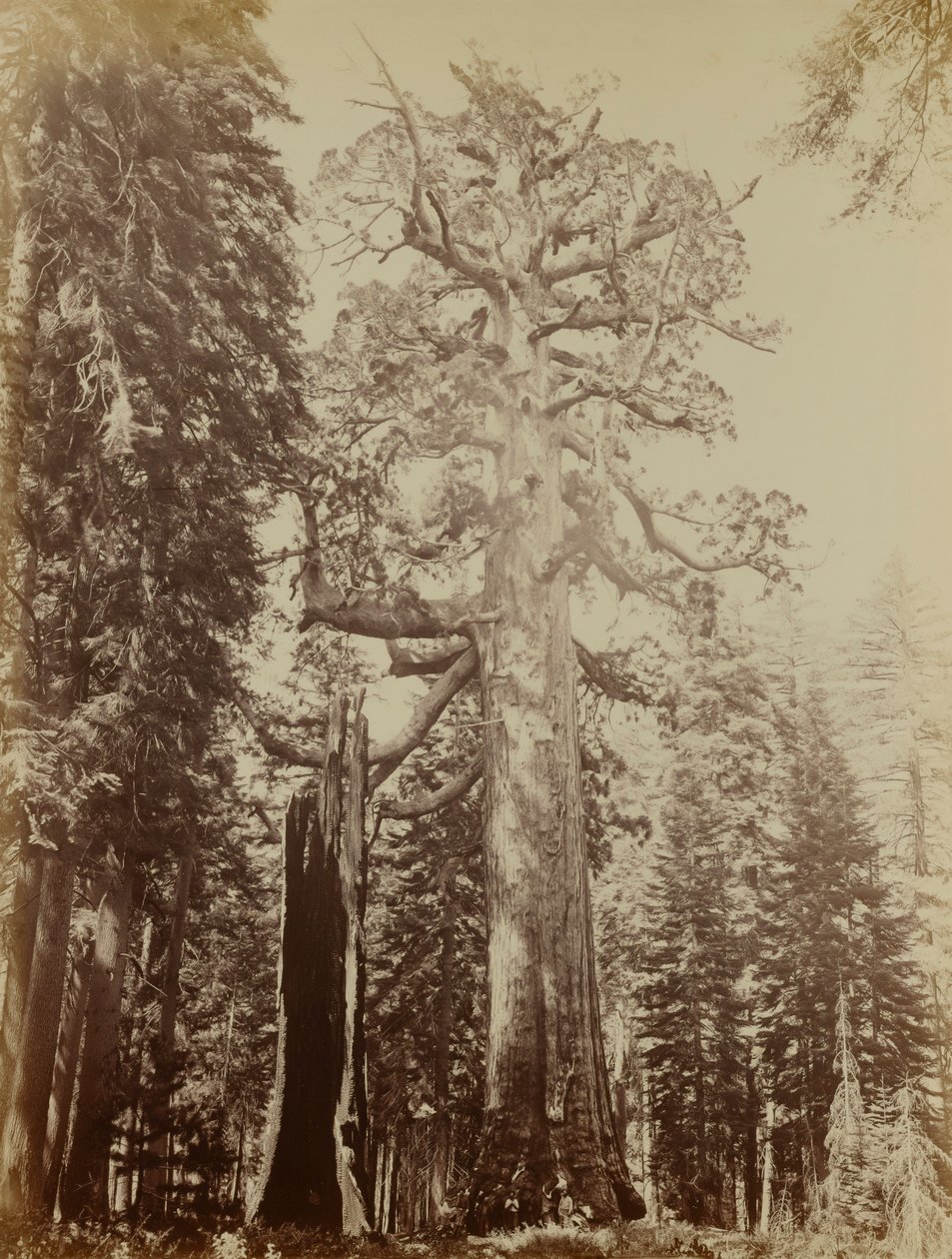 Grizzly Giant, Mariposa Grove autorstwa Carleton E. Watkins