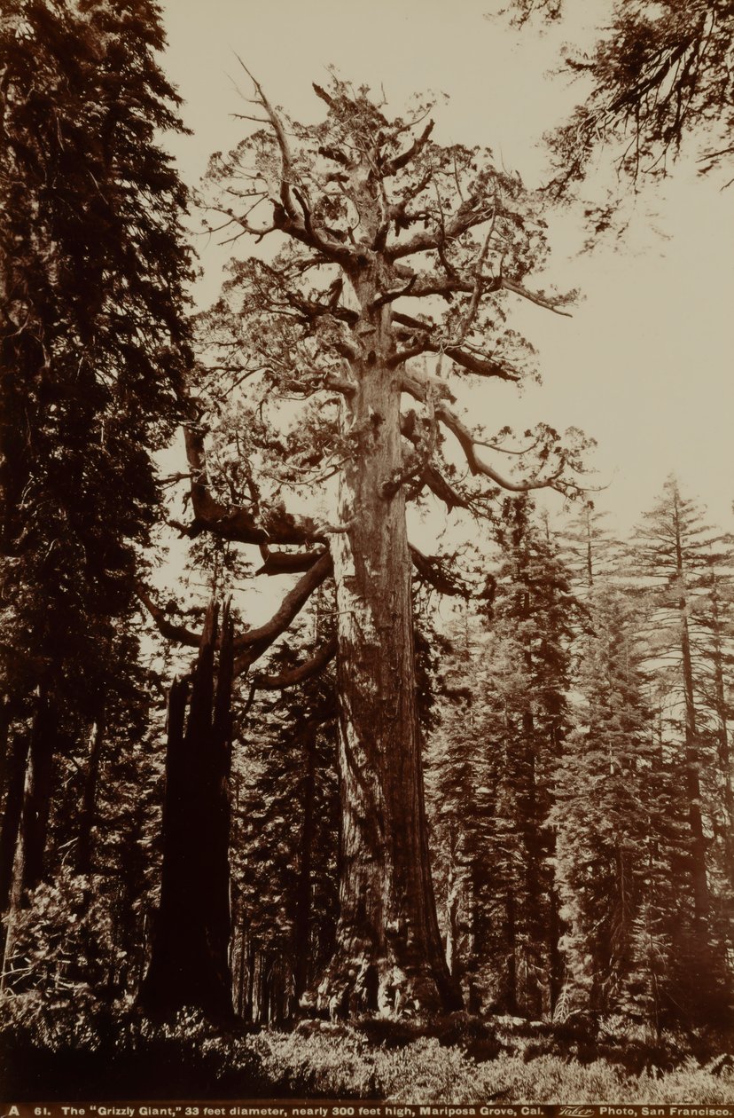 Grizzly Giant, Mariposa Grove, Yosemite, Kalifornia autorstwa Carleton E. Watkins