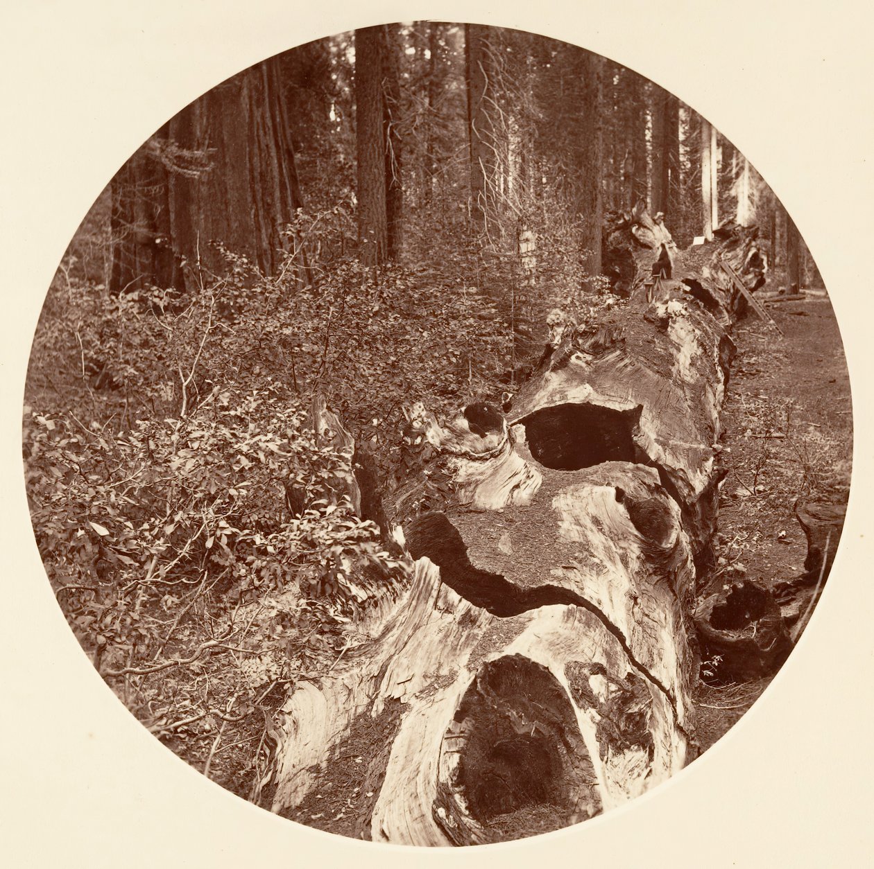 Auld Reckie - C. Grove, ca. 1878. autorstwa Carleton Emmons Watkins