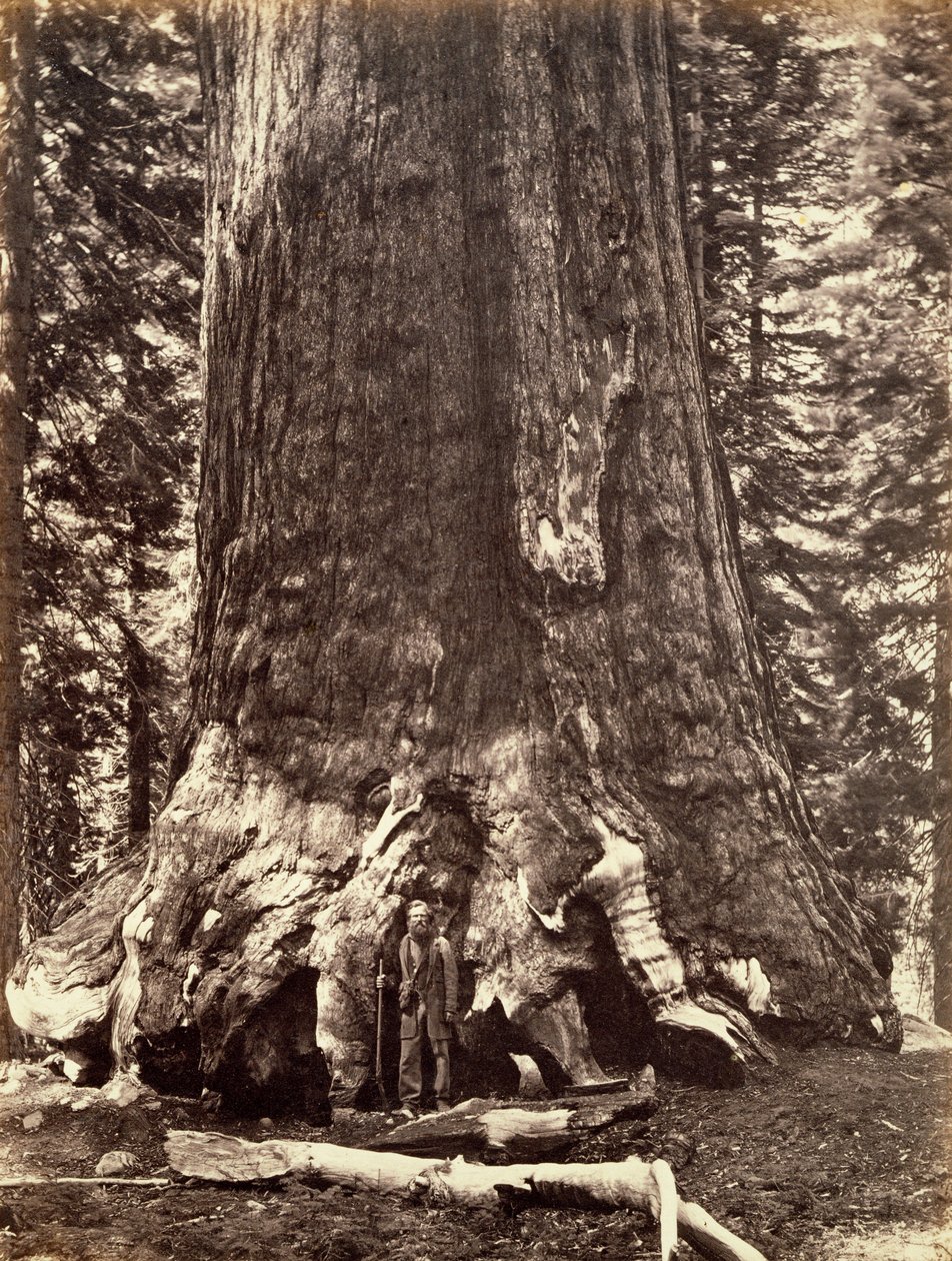 Podstawa Grizzly Giant, Giant Sequoia, Yosemite, Kalifornia, 1868 autorstwa Carleton Emmons Watkins