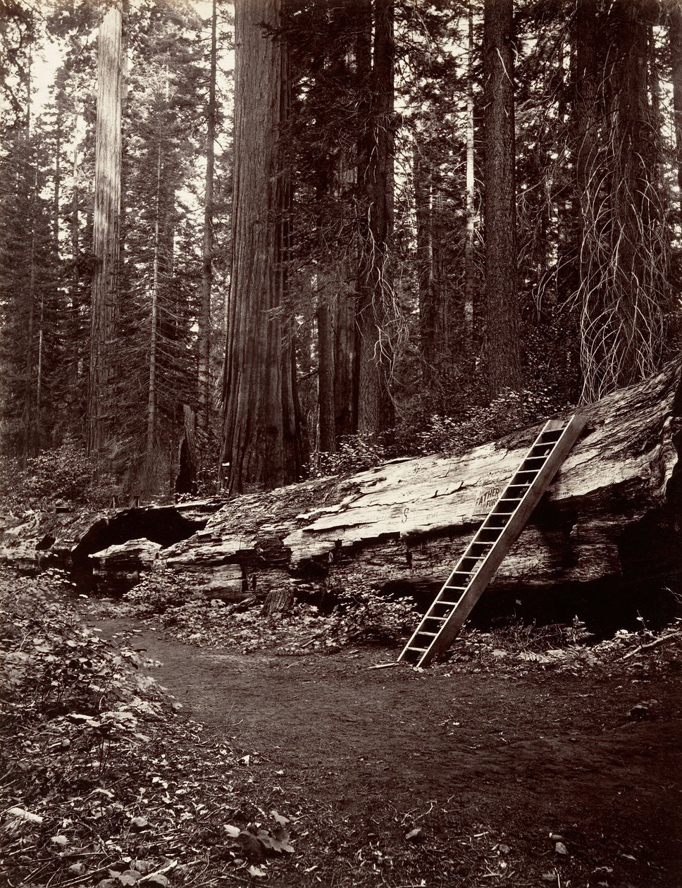 Ojciec Lasu, 1865-66, druk ok. 1876. autorstwa Carleton Emmons Watkins