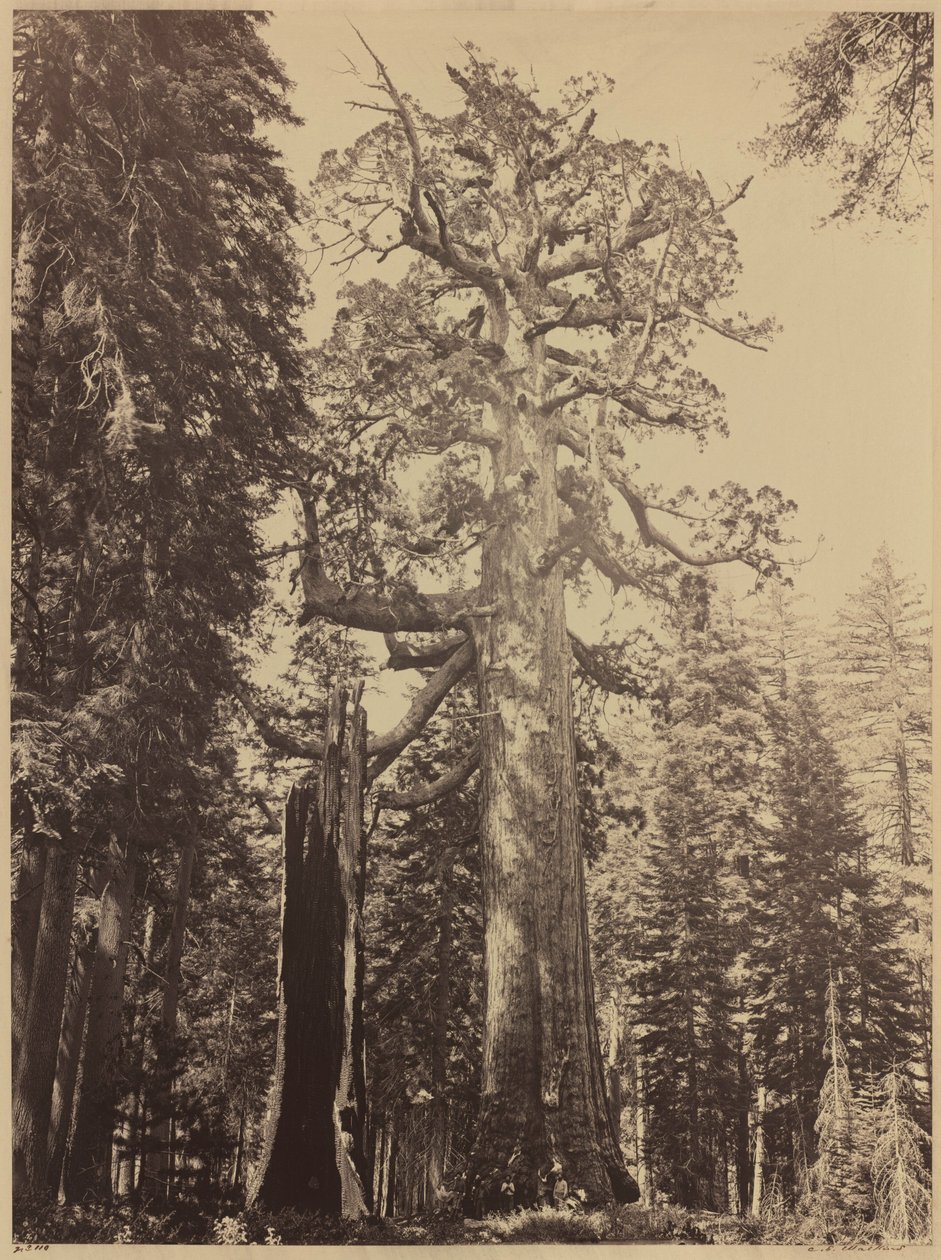 Grizzly Giant, Mariposa Grove, 1861 (zdjęcie) autorstwa Carleton Emmons Watkins