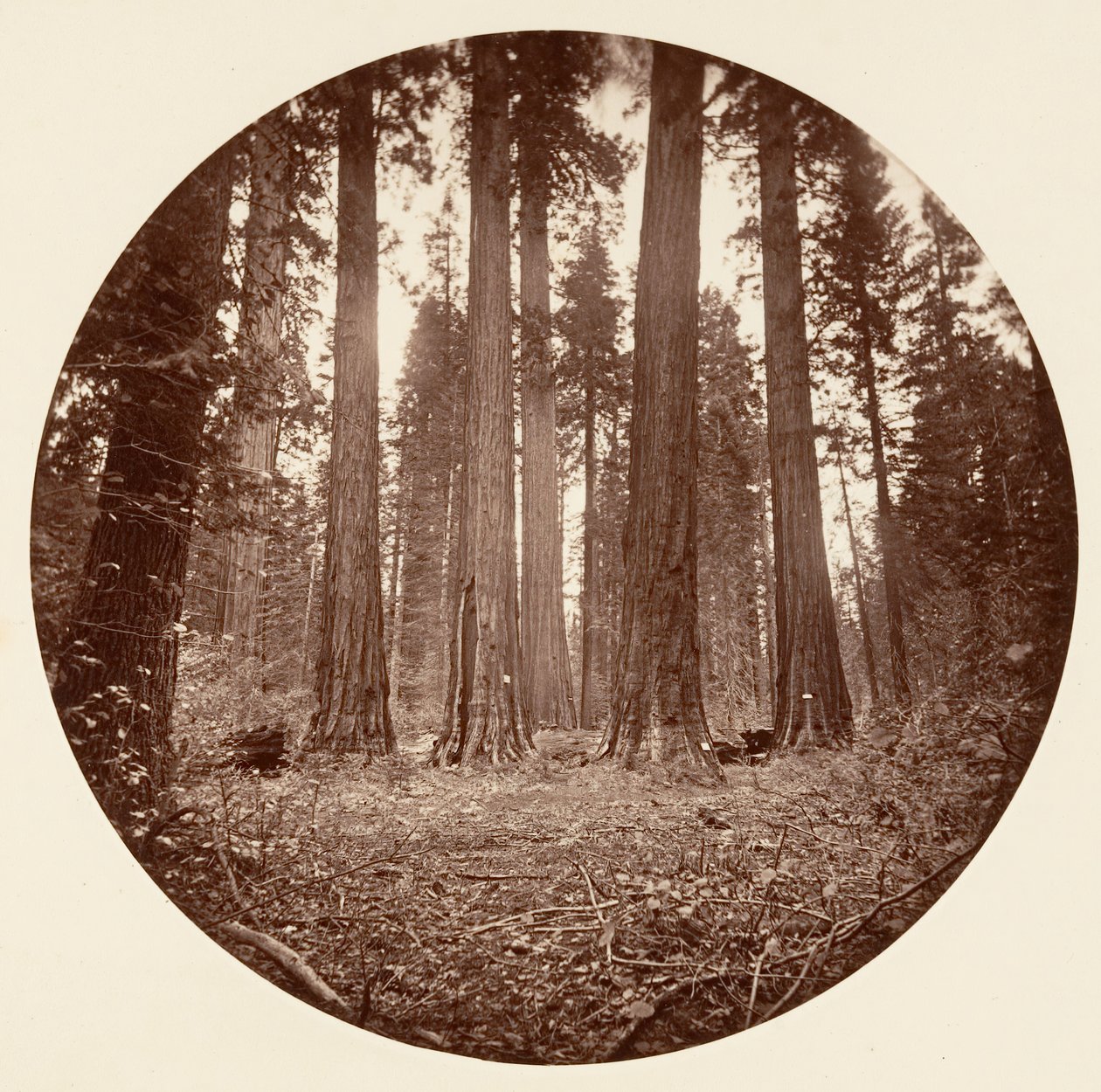 Jakub Król Wilhelma. Stan Keyston itp. Calaveras Grove, ca. 1878. autorstwa Carleton Emmons Watkins