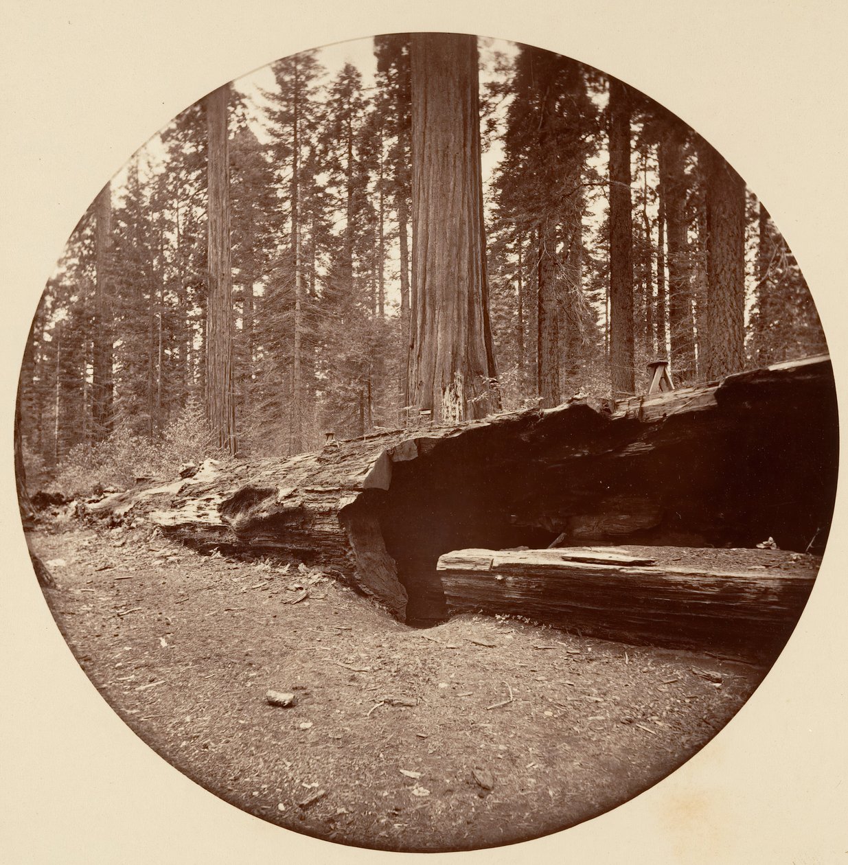 Mammoth Three Grove Hotel Calaveras Co Cal., ca. 1878. autorstwa Carleton Emmons Watkins
