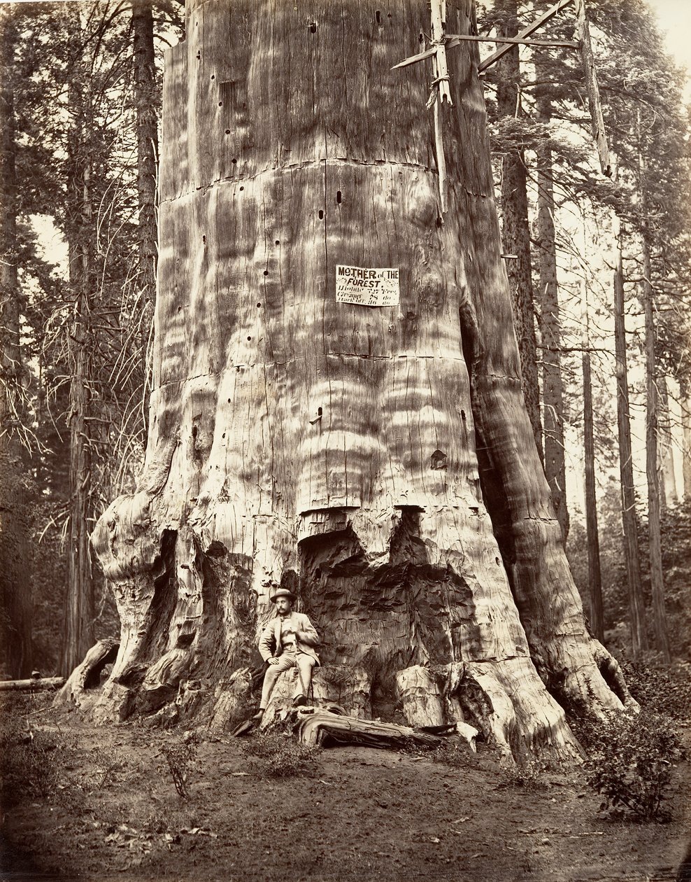 Matka Lasu, 1865-66, druk ok. 1876. autorstwa Carleton Emmons Watkins