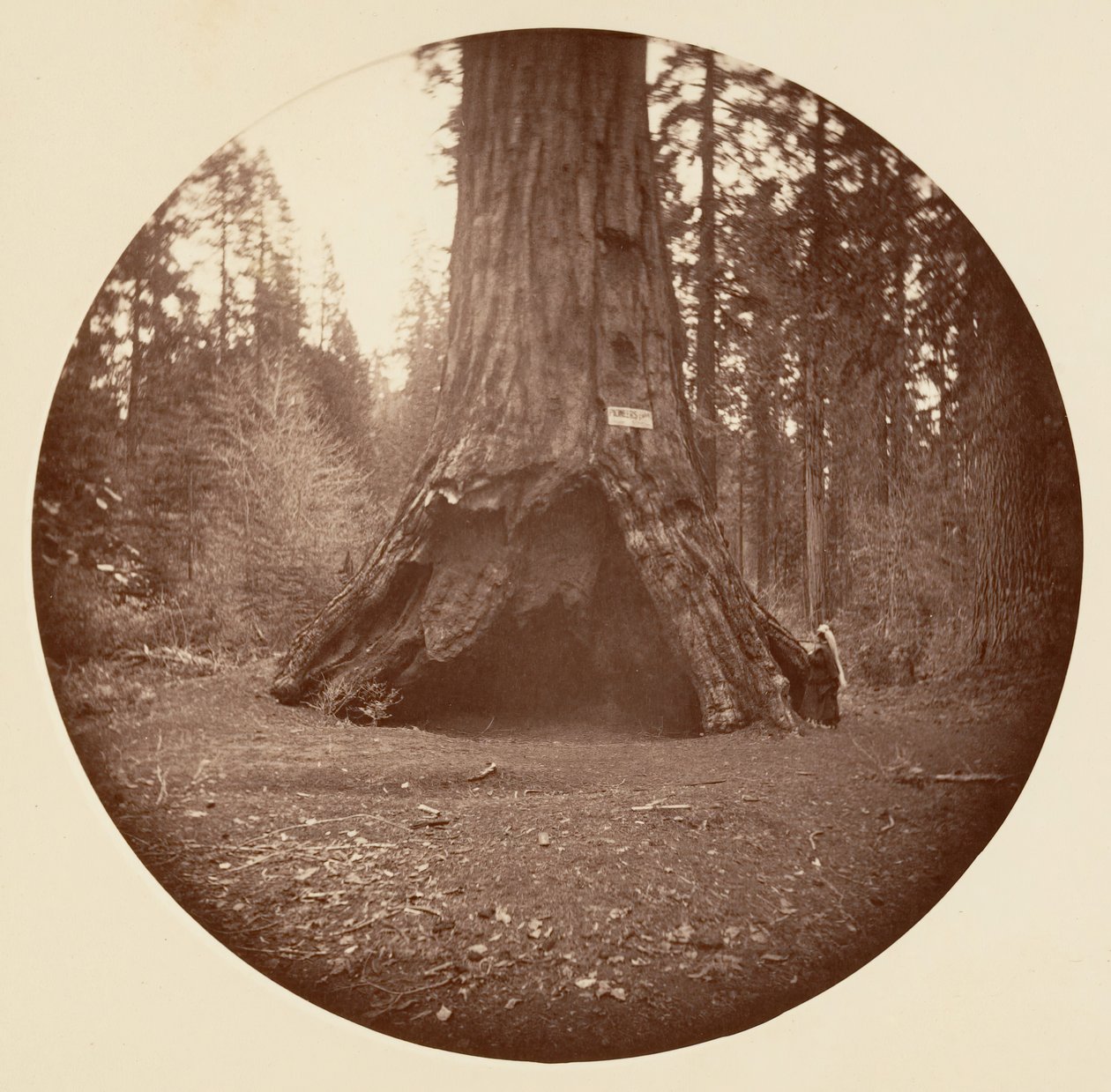Kabina Pioneers - Calaveras Grove, ca. 1878. autorstwa Carleton Emmons Watkins