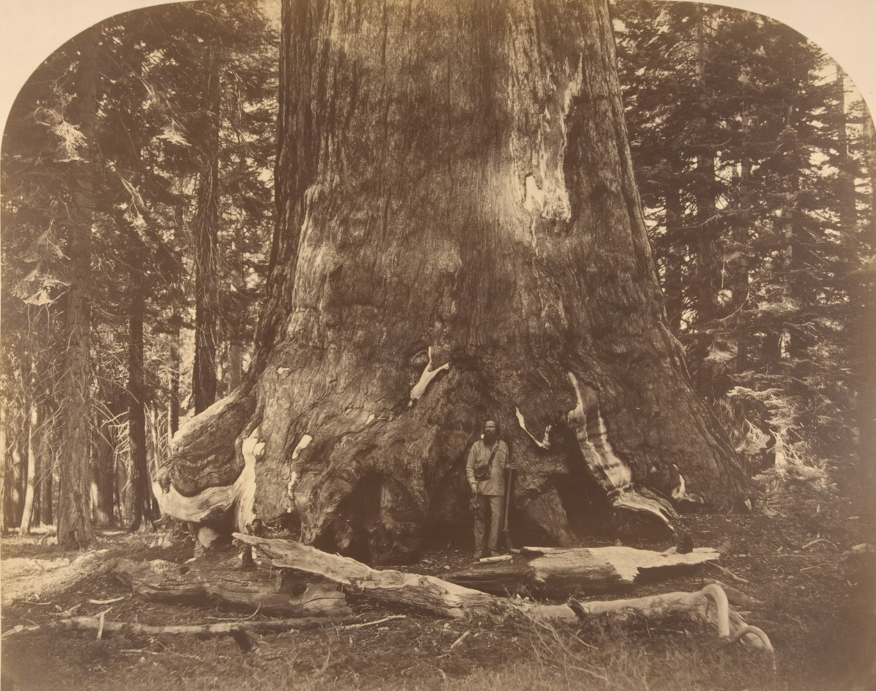 Sekcja Grisly Giant, Mariposa Grove, 1861. autorstwa Carleton Emmons Watkins