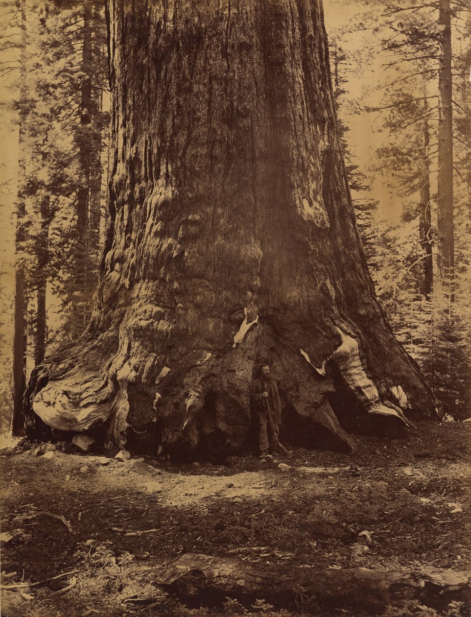 Sekcja Grizzly Giant z Galenem Clarkiem, Mariposa Grove, Yosemite, 1865-66. autorstwa Carleton Emmons Watkins