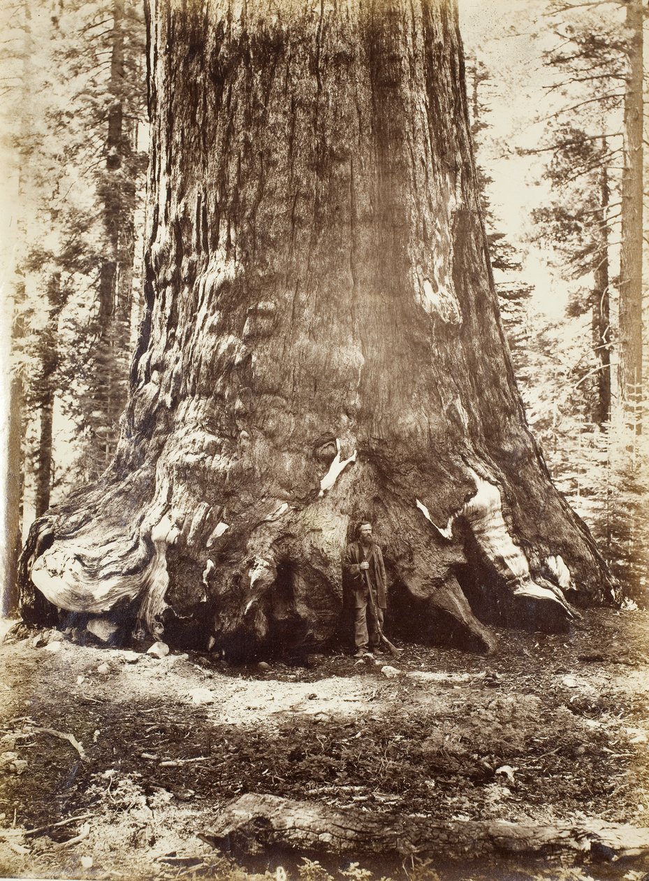 Sekcja Grizzly Giant z Galenem Clarkiem, Mariposa Grove, Yosemite, 1865-66 autorstwa Carleton E. Watkins