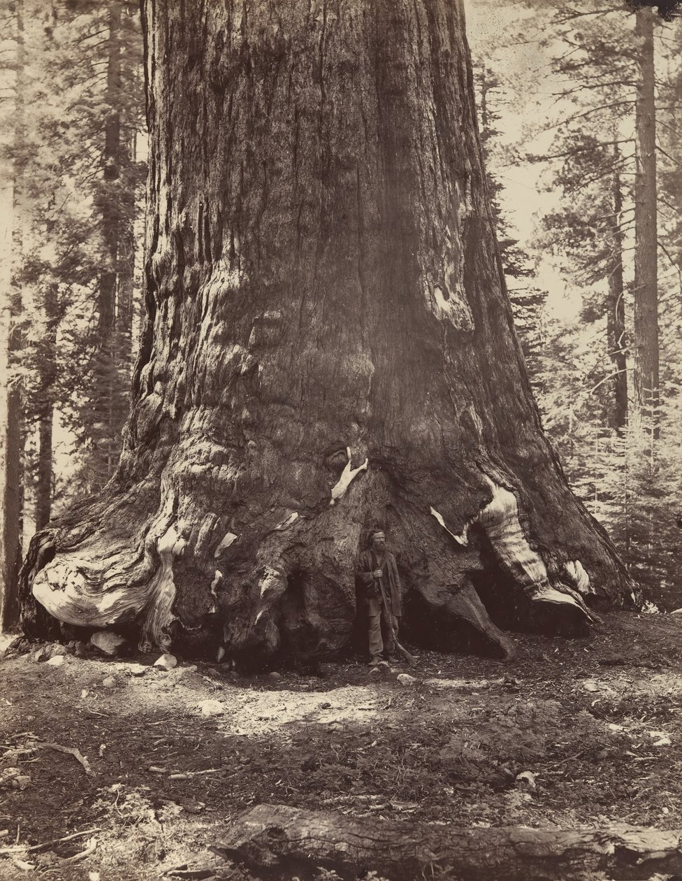Sekcja olbrzyma Grizzly z Galenem Clarkiem, Mariposa Grove, Yosemite, 1865-66, wydrukowany ca. 1876. autorstwa Carleton Emmons Watkins