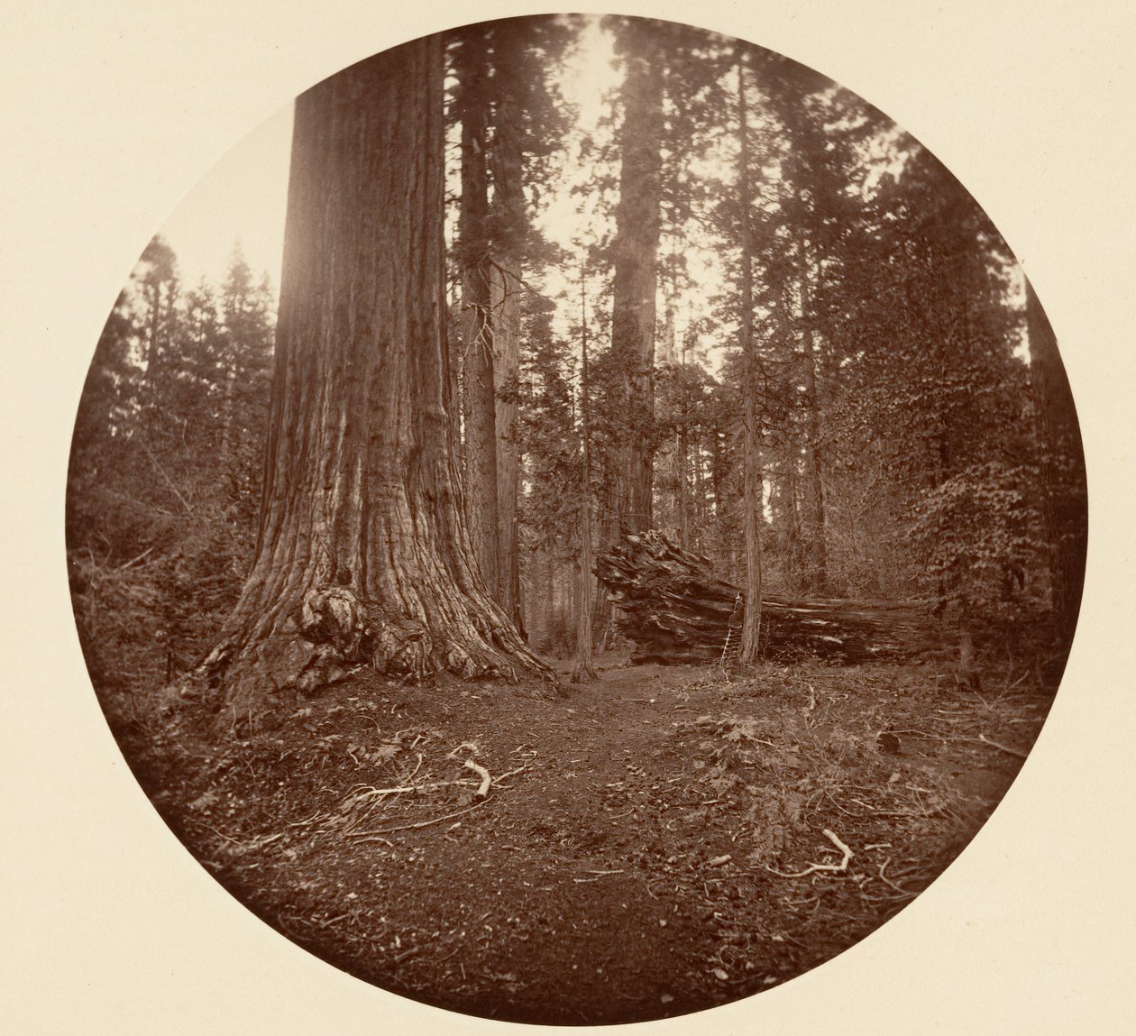 Ojciec Lasu - C. Grove, ca. 1878. autorstwa Carleton Emmons Watkins