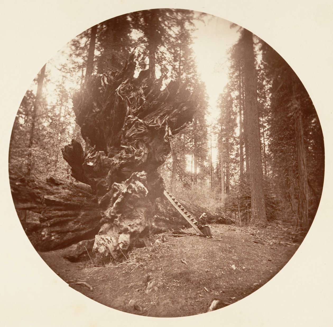 Ojciec Lasu - Koński Grzbiet. Gaj Calaveras, ca. 1878. autorstwa Carleton Emmons Watkins