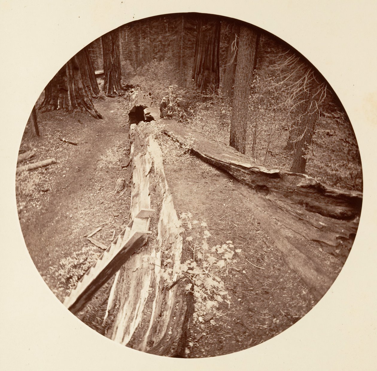 Ojciec Lasu 450 Ft Long, C. Grove, ca. 1878. autorstwa Carleton Emmons Watkins