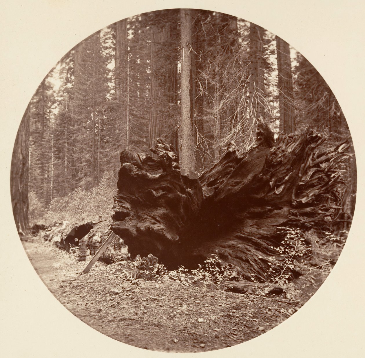 Ojciec Lasu 450 ft C. Grove, ca. 1878. autorstwa Carleton Emmons Watkins