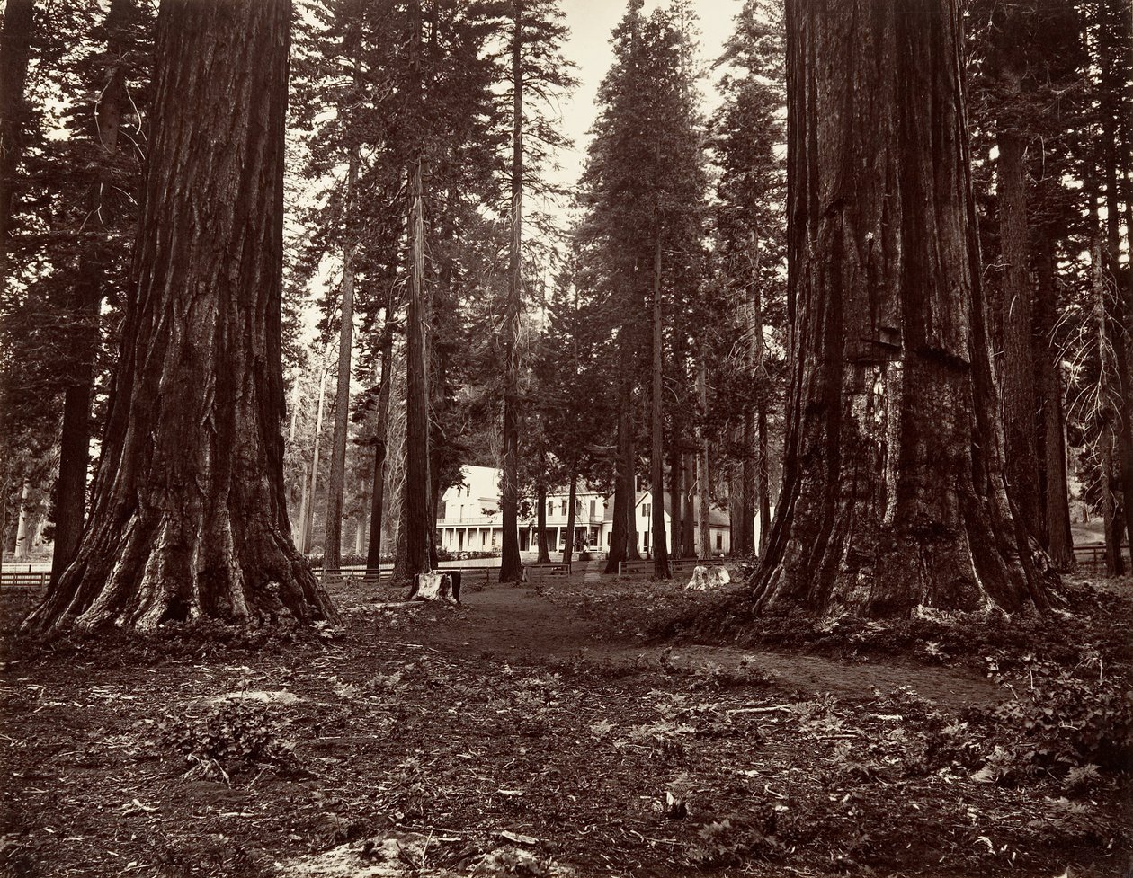 Hotel z Mammoth Grove, ca. 1872, wydrukowany ca. 1876. autorstwa Carleton Emmons Watkins