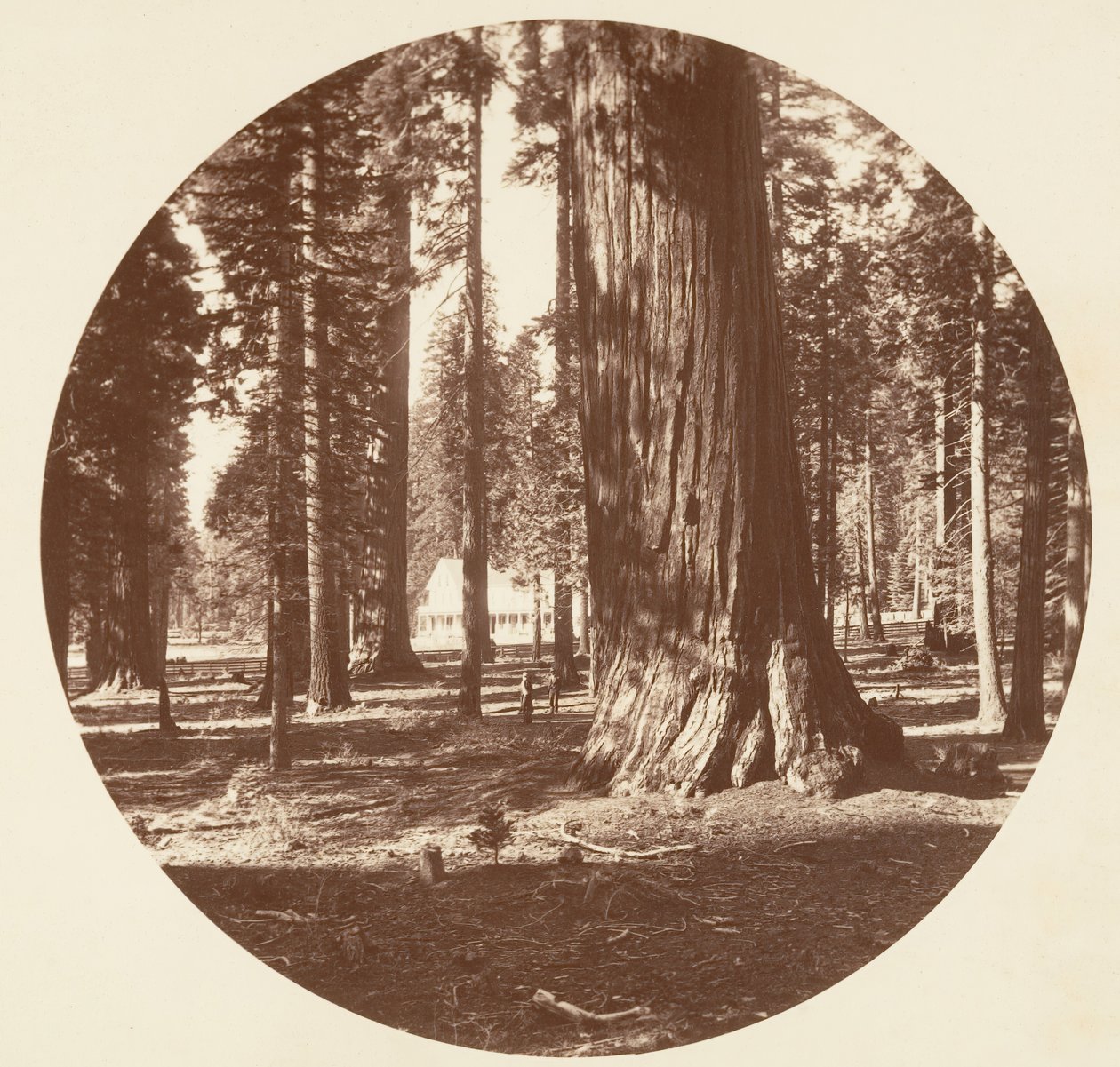 Hotel Mammoth Grove z Grove - Calaveras, ca. 1878. autorstwa Carleton Emmons Watkins