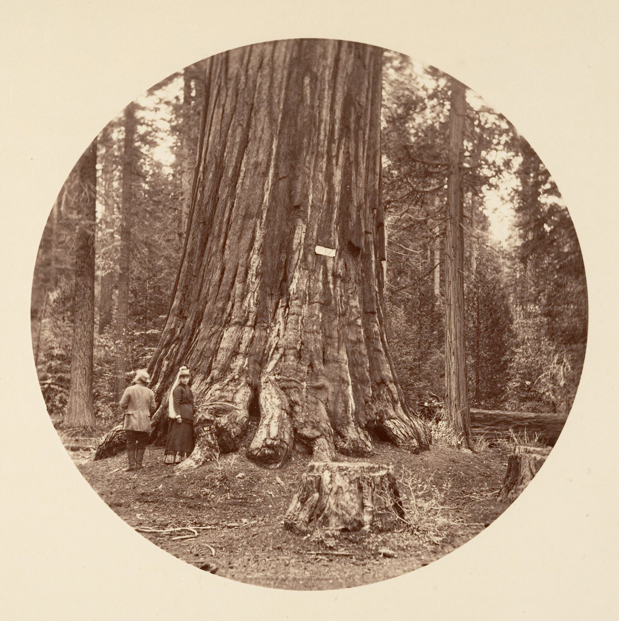 Duma Lasu - Gaj Calaveras, ca. 1878. autorstwa Carleton Emmons Watkins