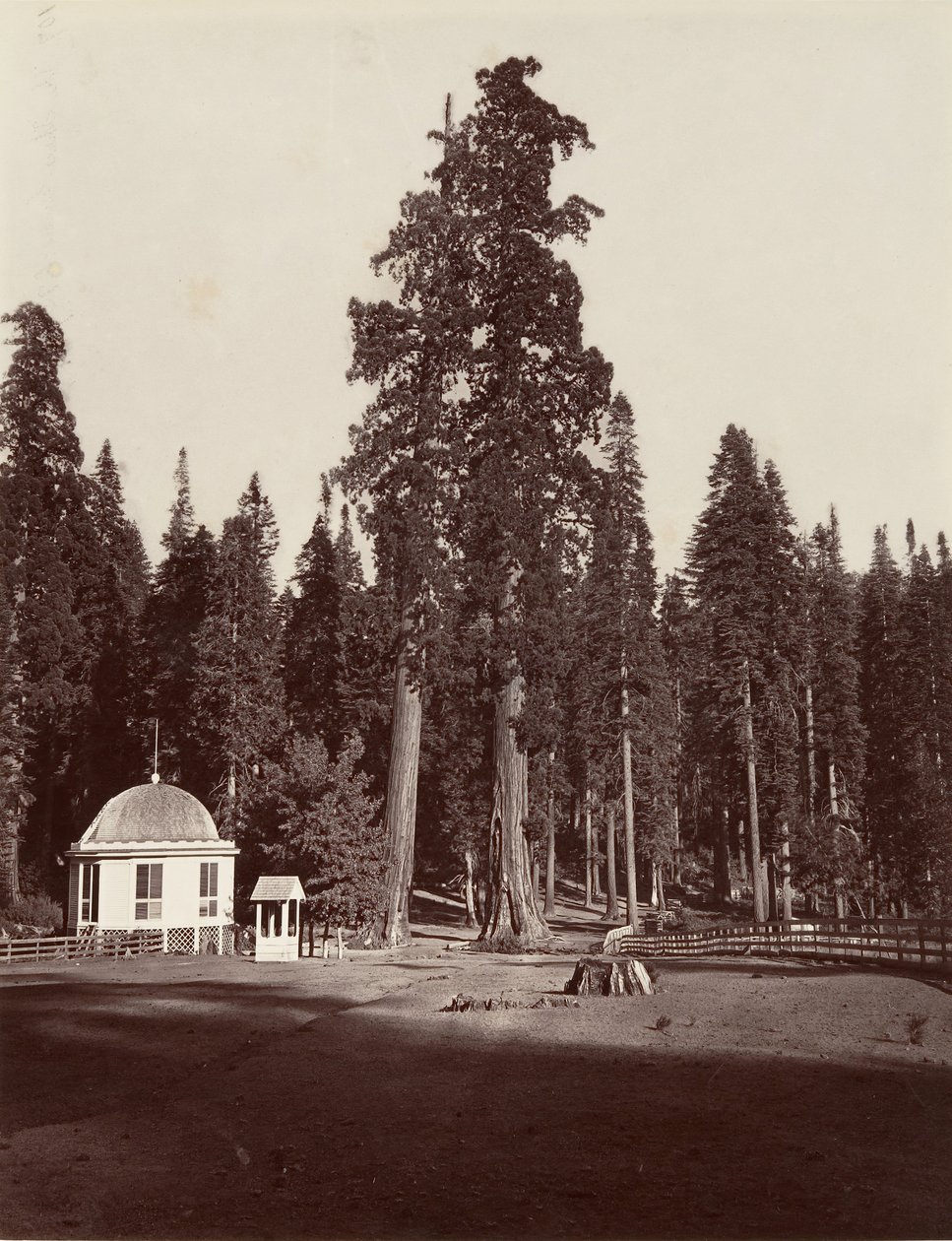 Sentinel, 315 stóp, 1865-66, wydrukowany ok. 1876. autorstwa Carleton Emmons Watkins