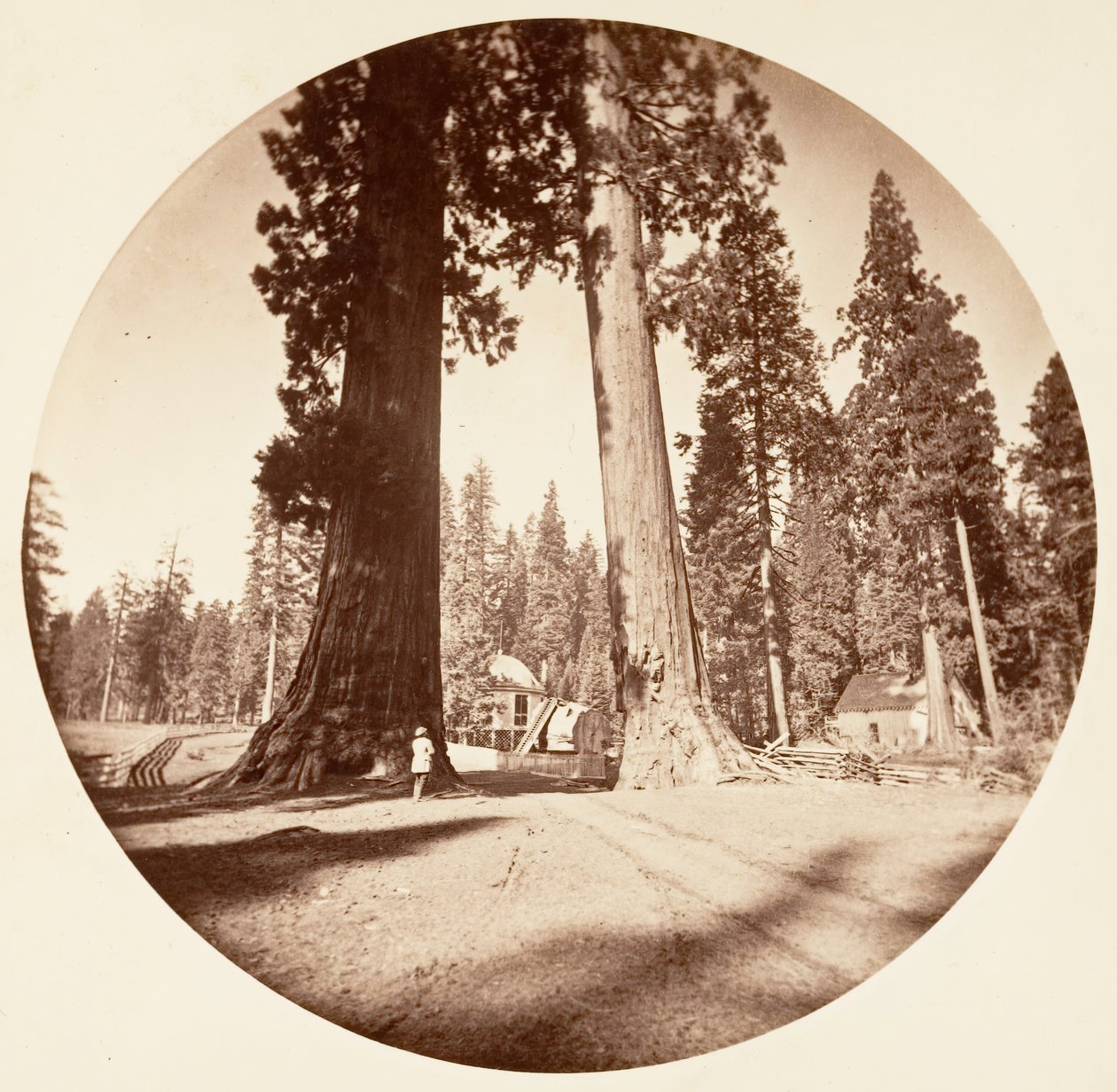 Strażnicy - Calaveras Grove, ca. 1878. autorstwa Carleton Emmons Watkins