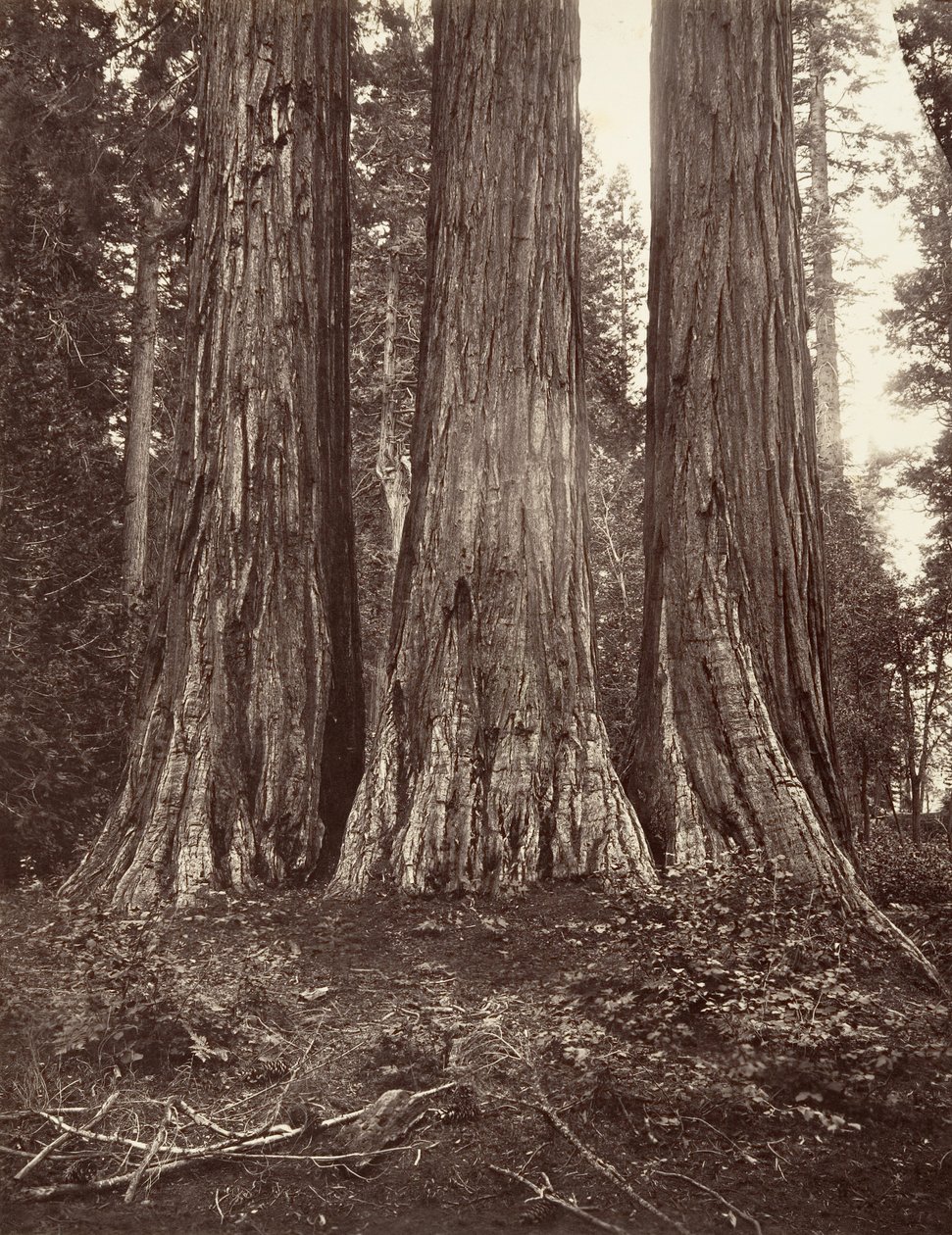 Trzy Gracje, 272 stopy, 1865-66, wydrukowane ca. 1876. autorstwa Carleton Emmons Watkins