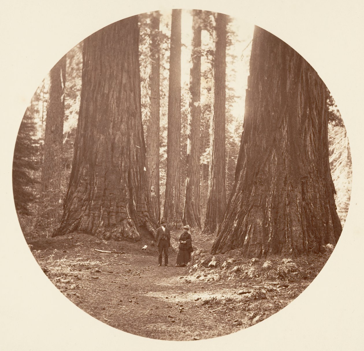 Trzy Gracje widziane przez gaj Bryant i Seward Calaveras, ca. 1878. autorstwa Carleton Emmons Watkins