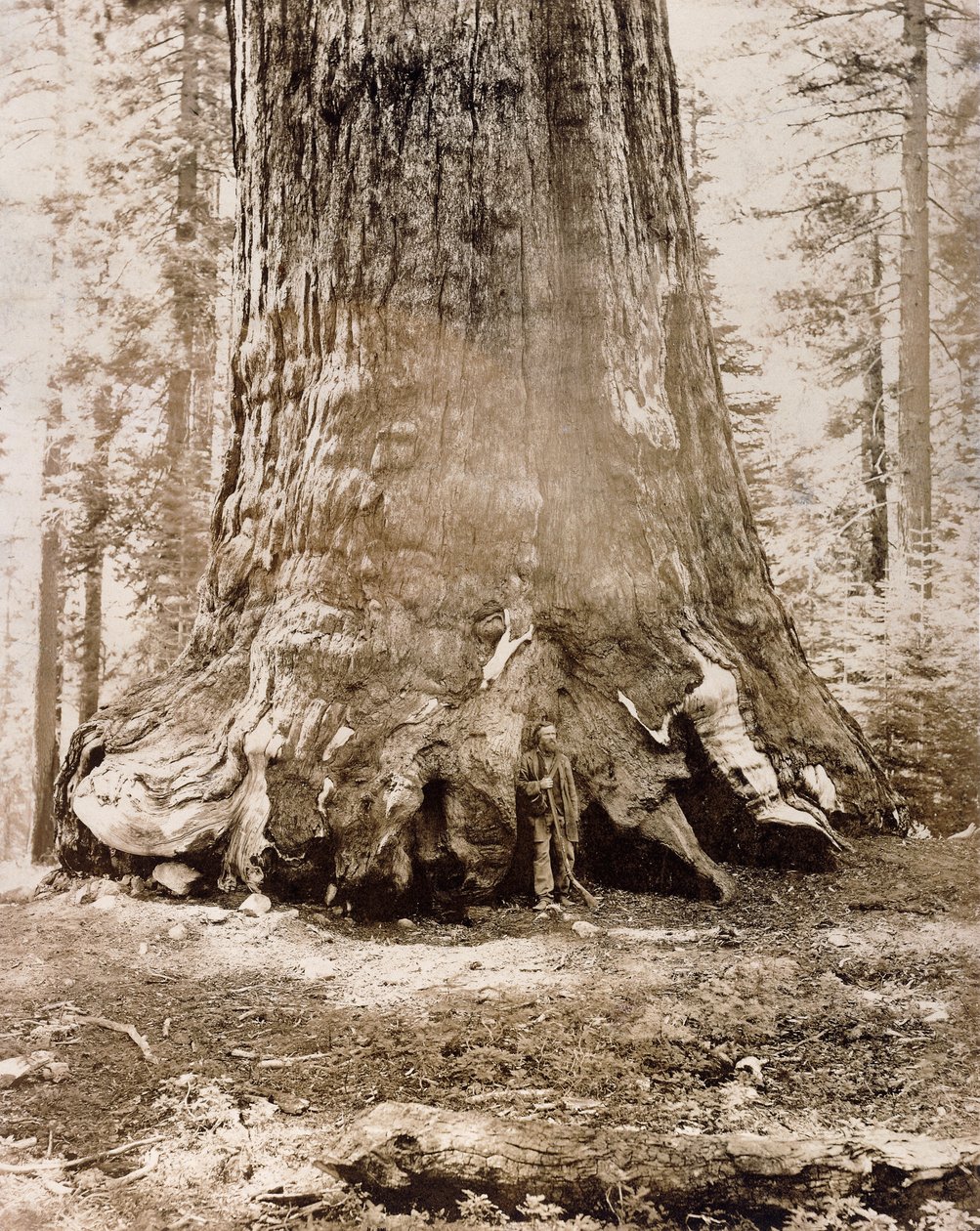 Pień „Grizzly Giant”, Mariposa Grove, 33 stopy średnicy, 1861 autorstwa Carleton E. Watkins