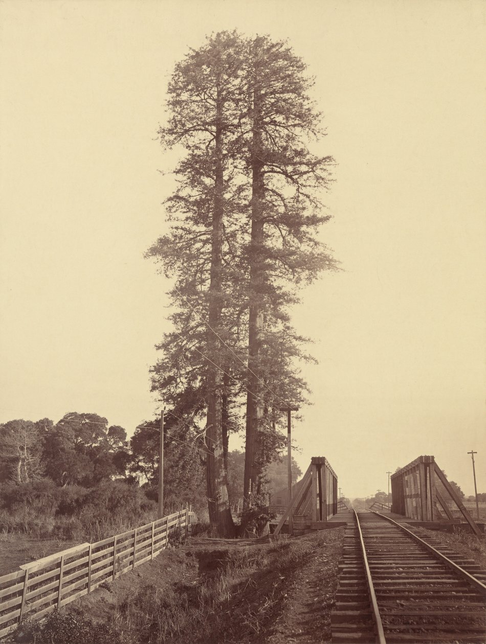 Bliźniacze sekwoje, Palo Alto, 1870. autorstwa Carleton Emmons Watkins