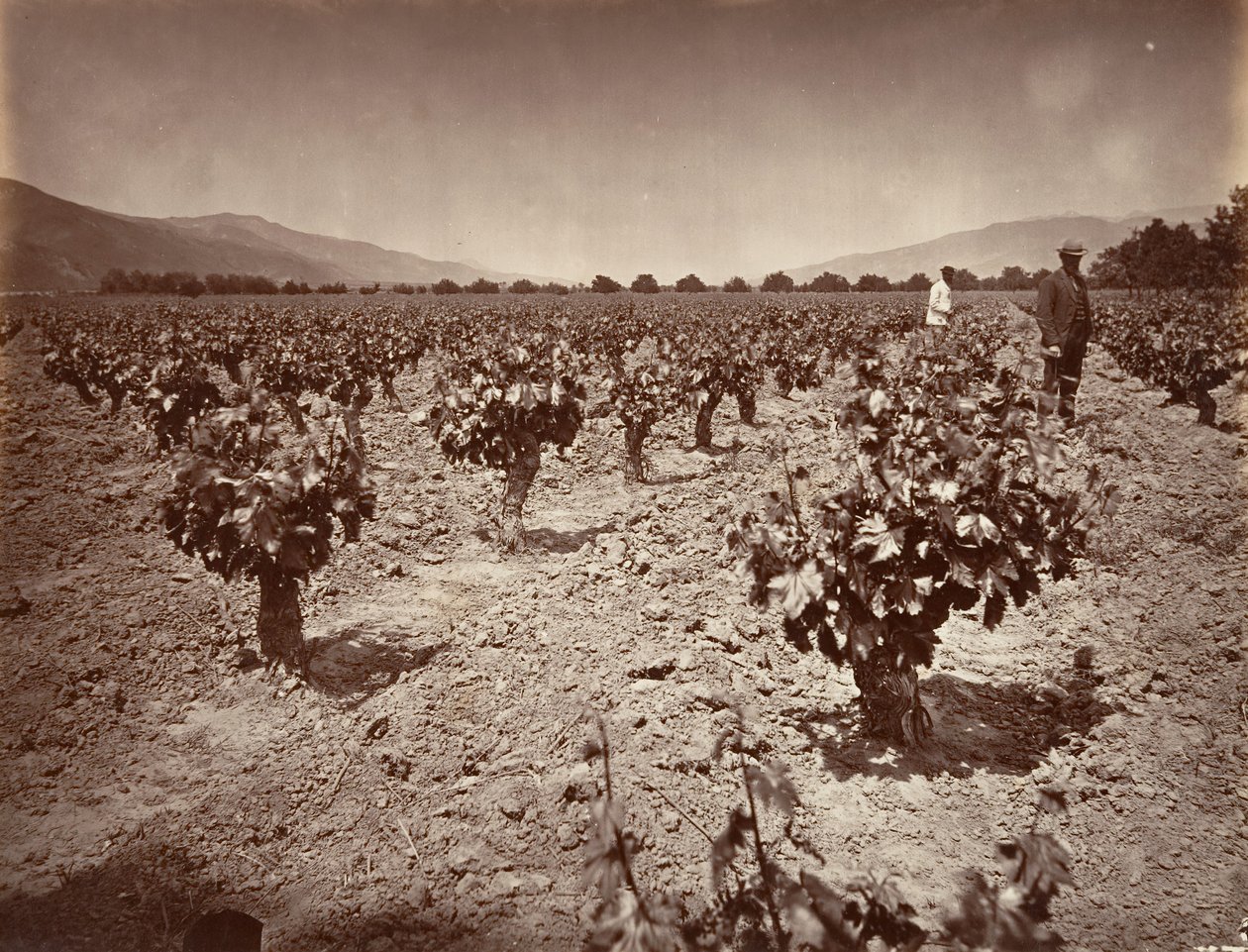 Vineyard of Camulos Ranch, 1876, wydrukowany ca. 1876. autorstwa Carleton Emmons Watkins