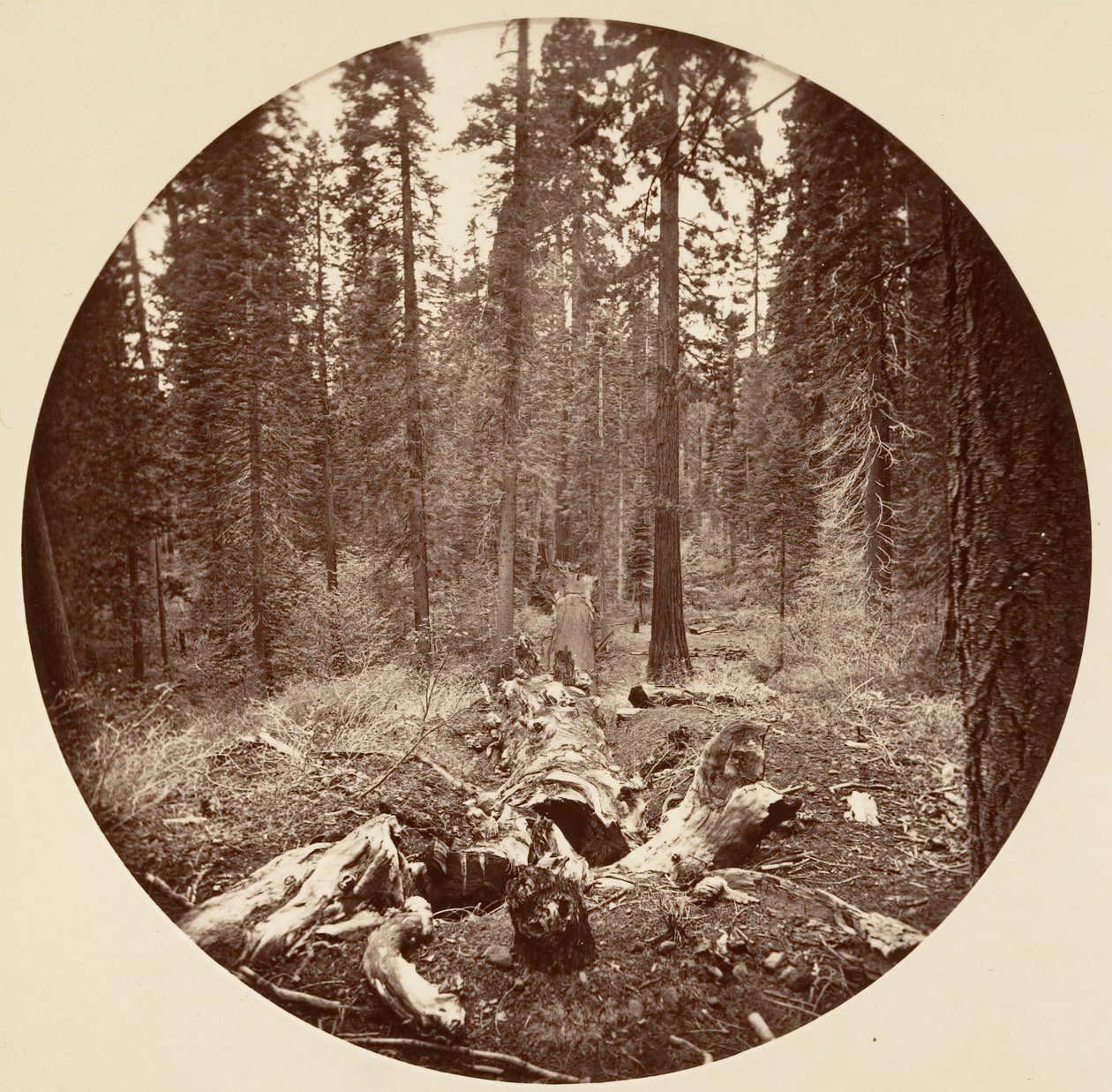 [Park Narodowy Yosemite, Kalifornia], ca. 1878. autorstwa Carleton Emmons Watkins