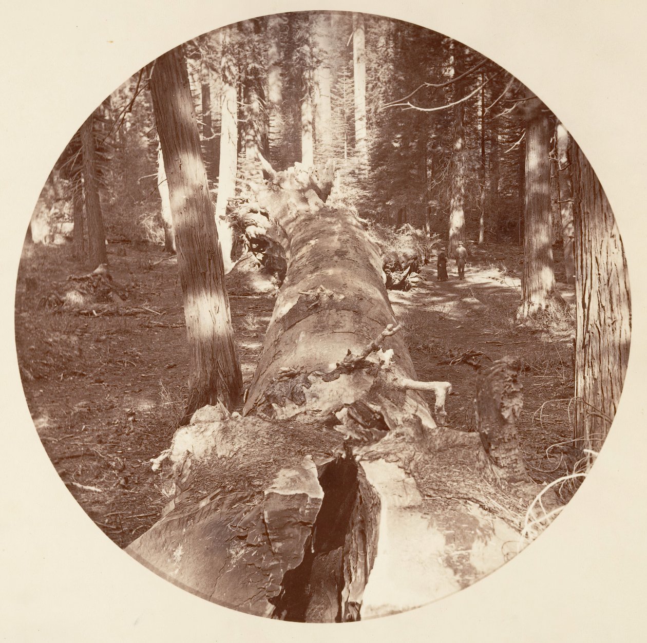 [Park Narodowy Yosemite, Kalifornia], ca. 1878. autorstwa Carleton Emmons Watkins