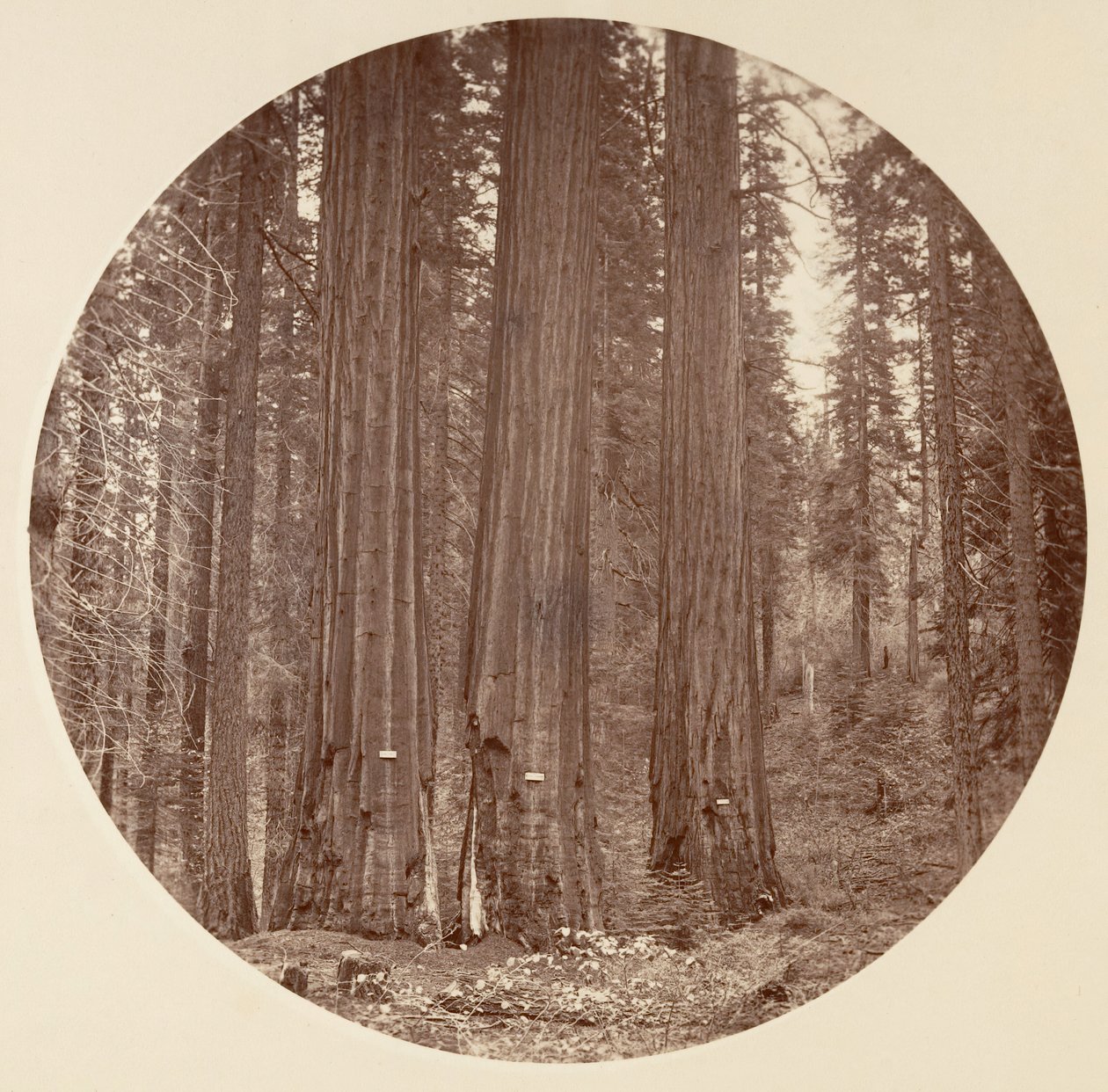 [Park Narodowy Yosemite, Kalifornia], ca. 1878. autorstwa Carleton Emmons Watkins