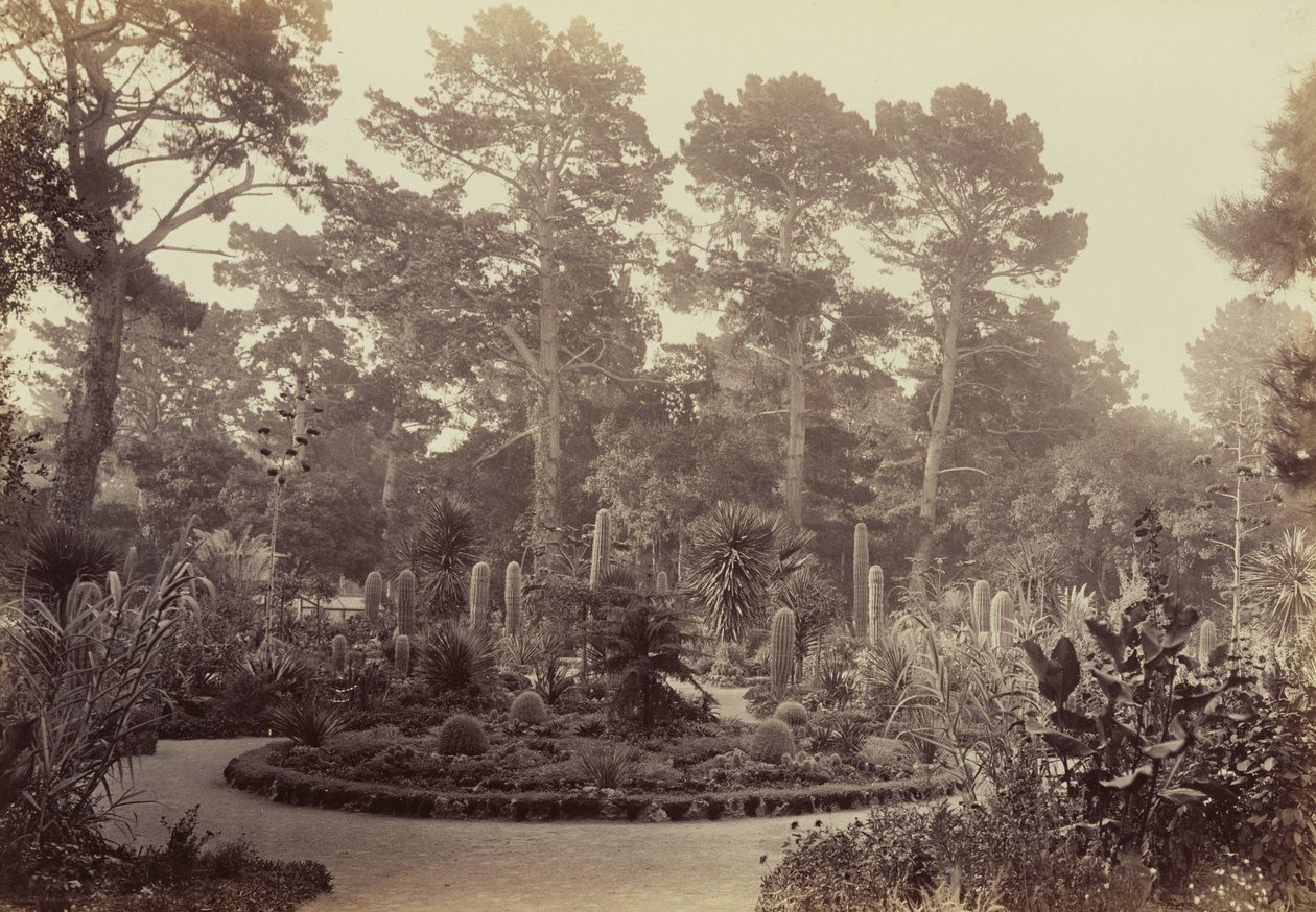 [Ogród Arizony, Hotel del Monte, Monterey] autorstwa Carleton Watkins