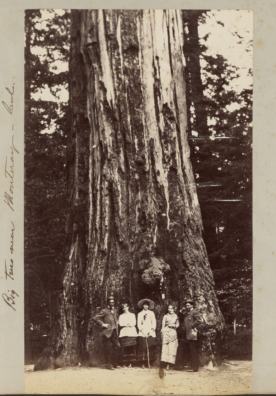 Big Trees w pobliżu Monteray [sic] - Cal. autorstwa Carleton Watkins