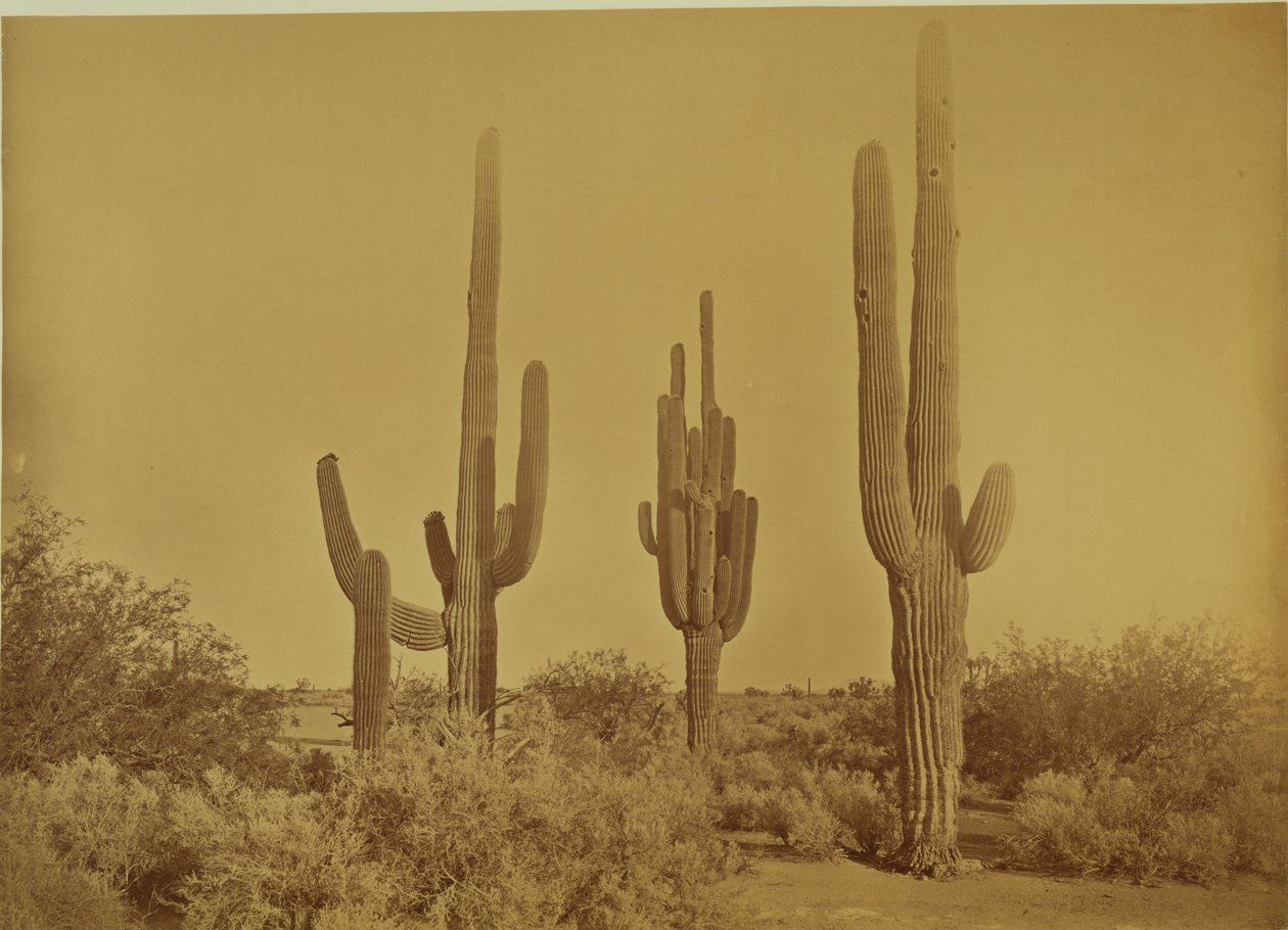 [Kaktus, Arizona - Cereus Giganteus] autorstwa Carleton Watkins
