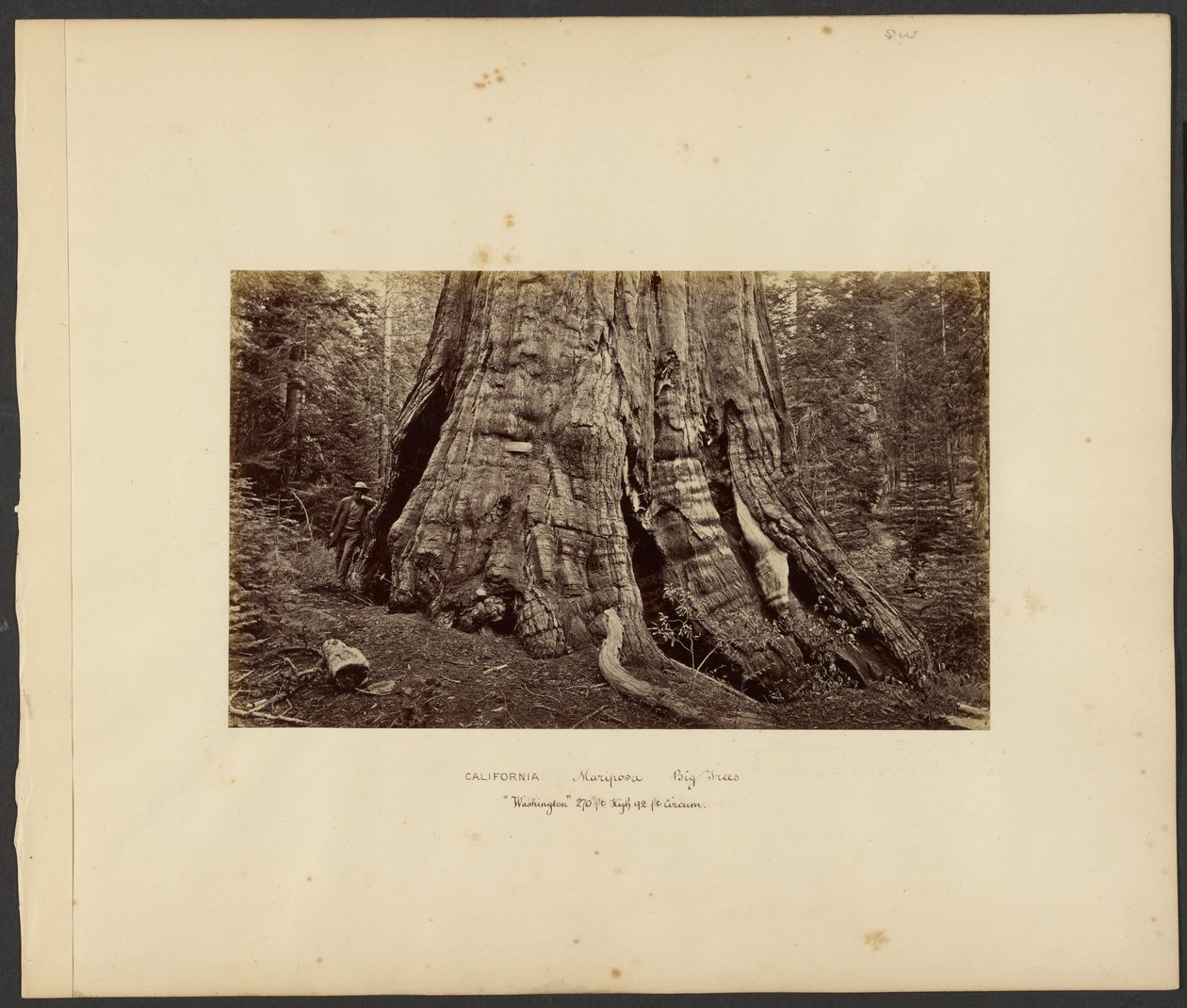 [Kalifornia - Mariposa Big Trees, "Washington" 270 stóp wysokości, 92 stopy obwodu]. autorstwa Carleton Watkins