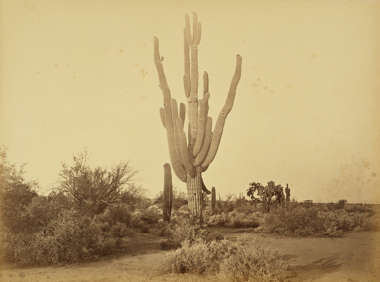 [Cereus giganteus, S.P.R.R., Arizona.] autorstwa Carleton Watkins