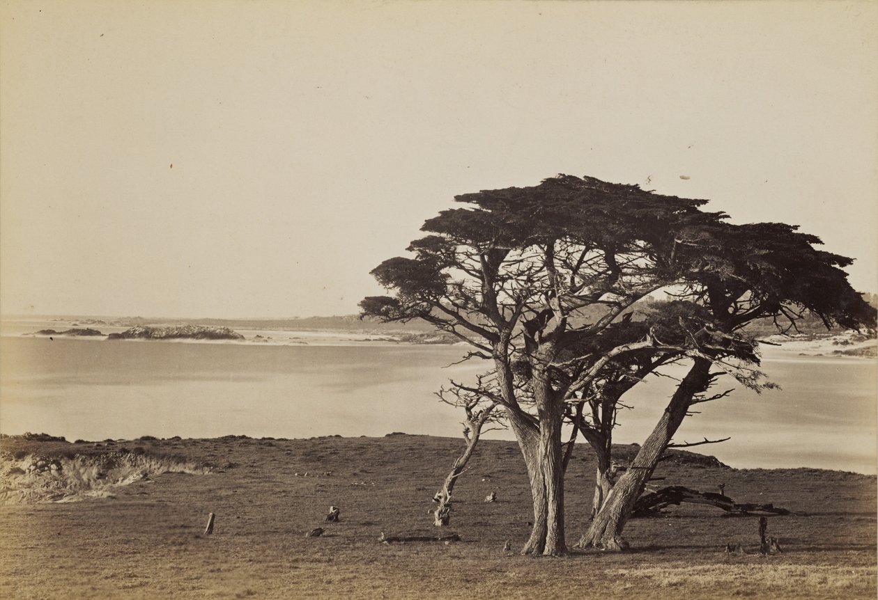 Widok wybrzeża w pobliżu Monterey autorstwa Carleton Watkins