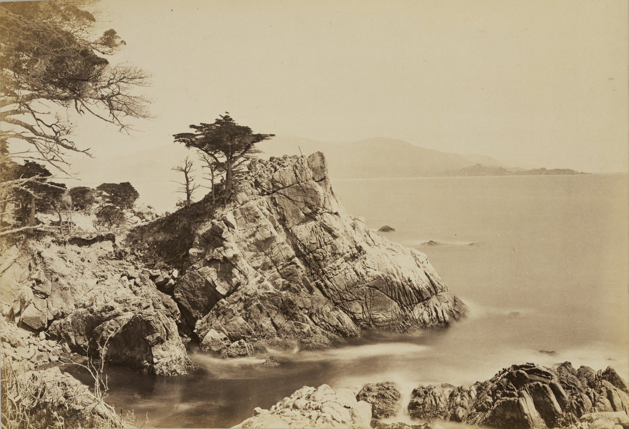 [Cypress Point] autorstwa Carleton Watkins