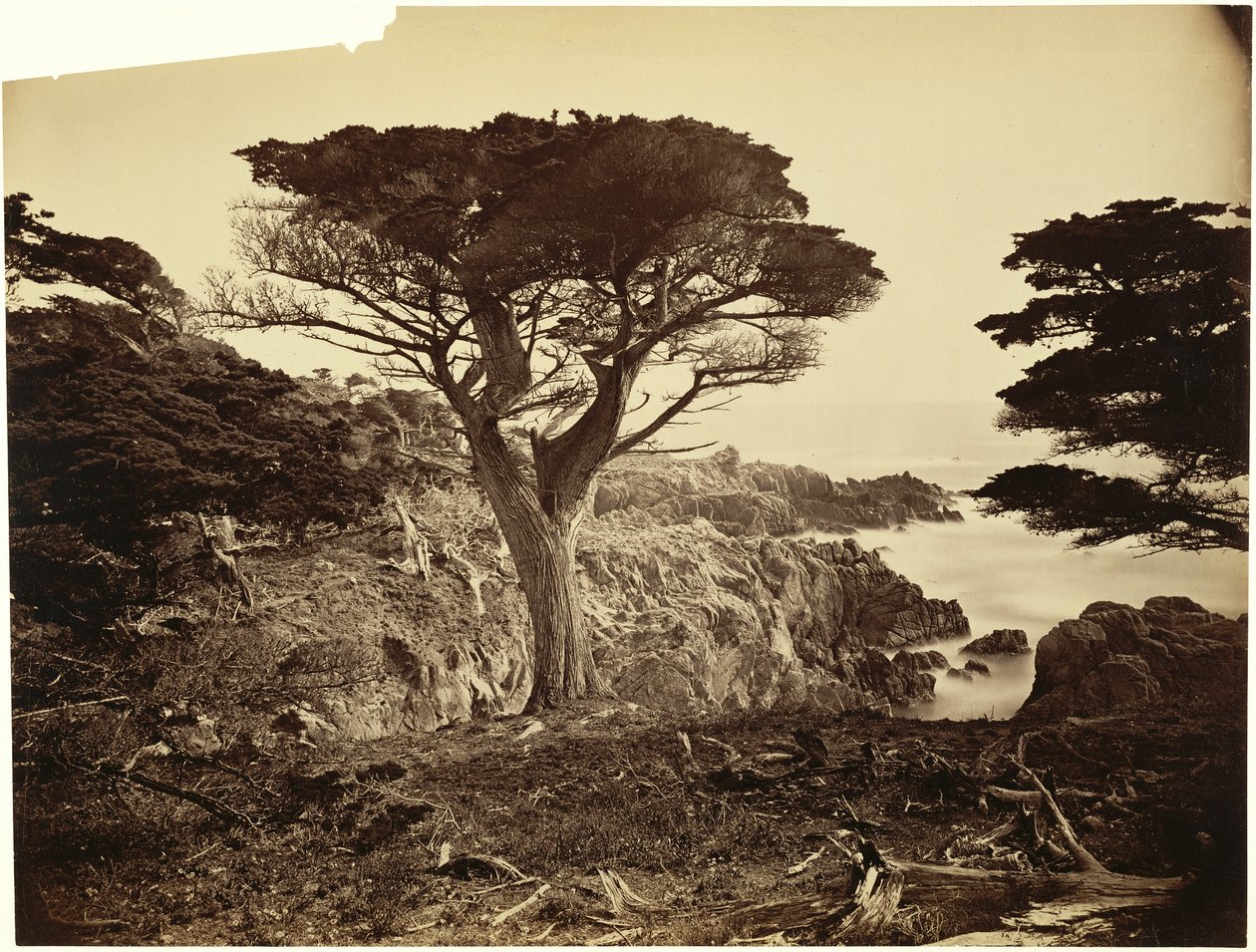 [Cypress Point, Monterey] autorstwa Carleton Watkins