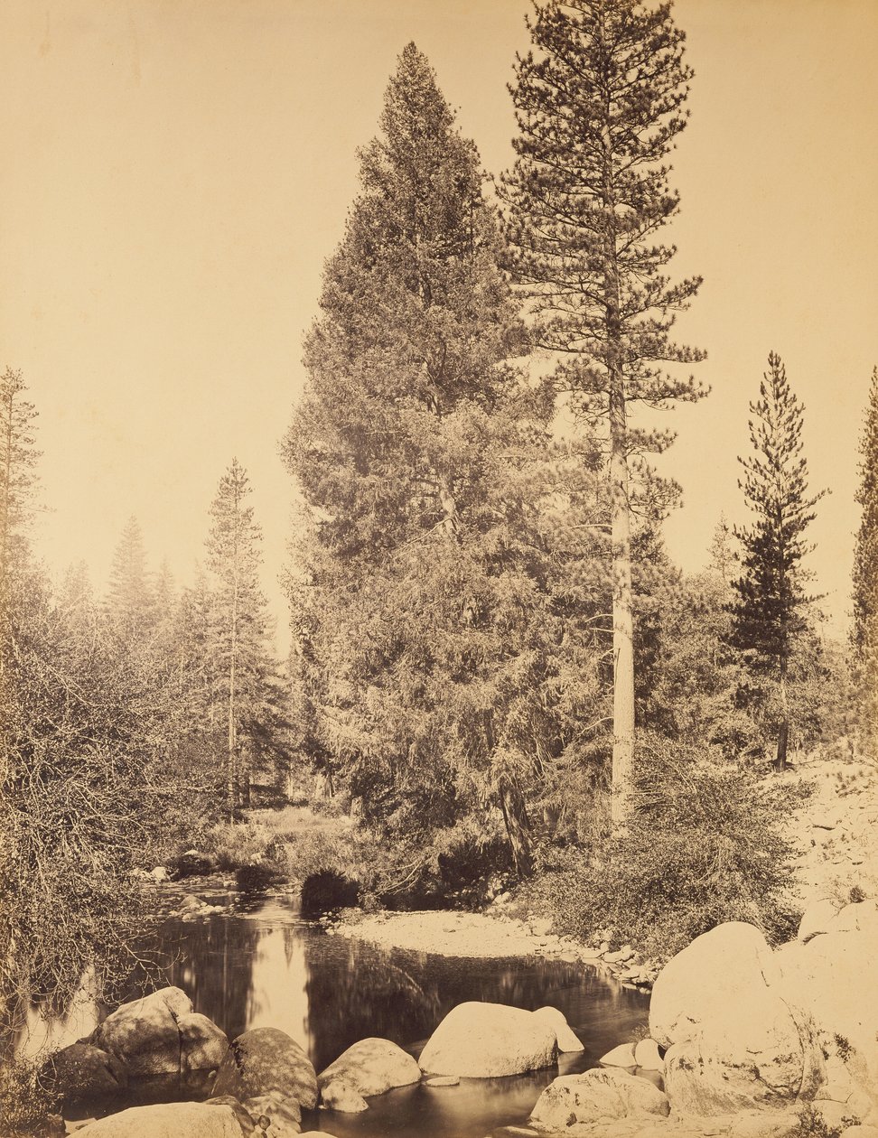 [Daglezja w Clarks] / [Daglezja] autorstwa Carleton Watkins