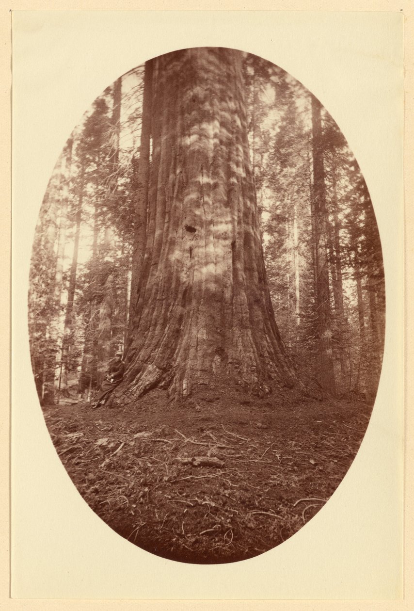 [Empire State Calaveras Grove]. autorstwa Carleton Watkins