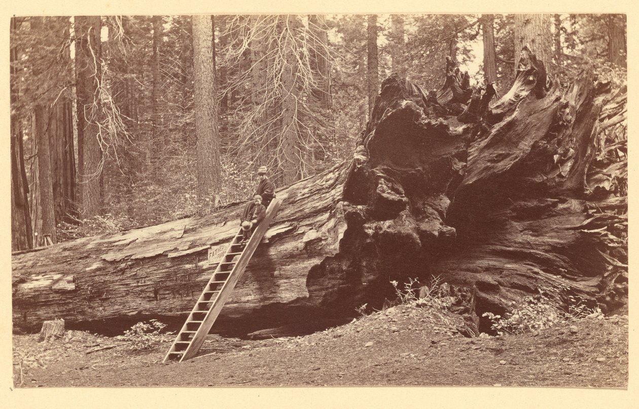 [Ojciec Leśnego Gaju Calaveras] autorstwa Carleton Watkins