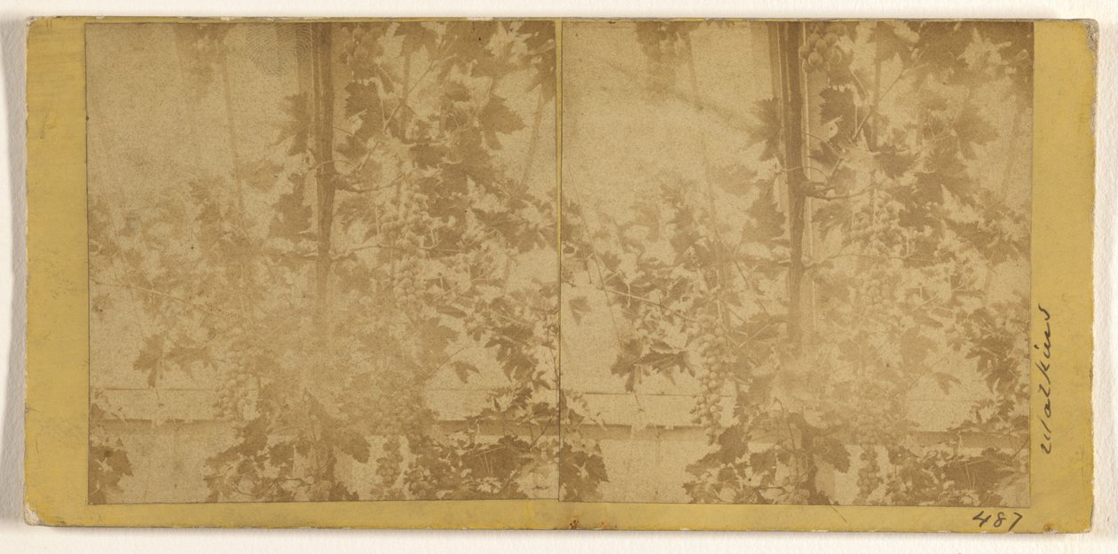 Weinreben autorstwa Carleton Watkins